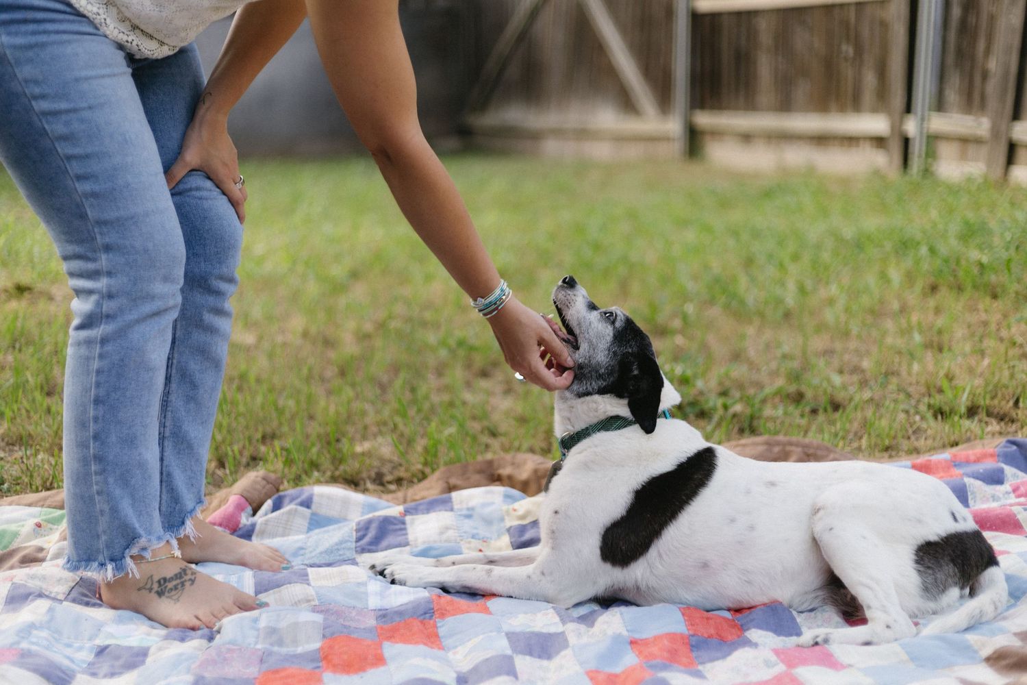 Someone pets a friendly black and white dog sitting on a patterned picnic blanket.