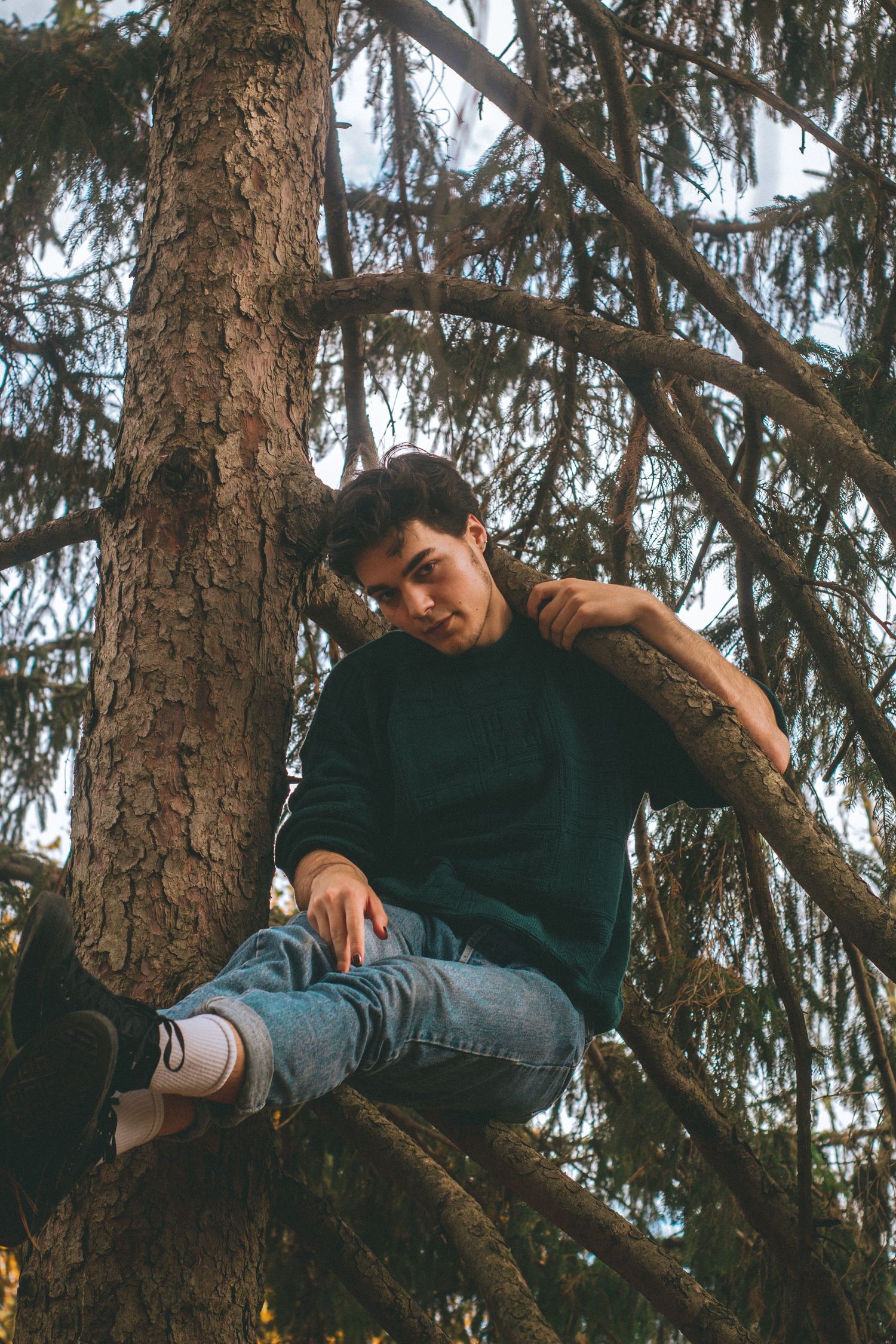 A man sitting on a branch in an evergreen tree.