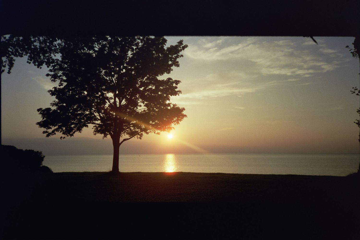The sun setting behind a tree