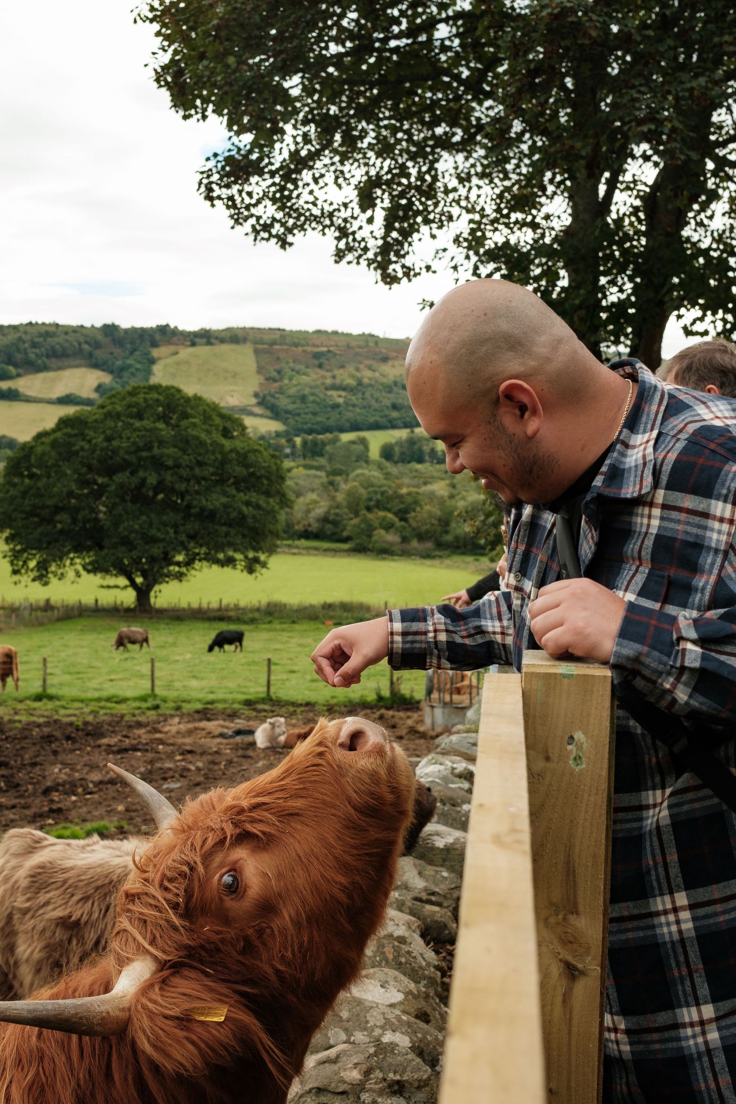 Someone feeds a Highland cow over a wooden fence with rolling green hills in the background.
