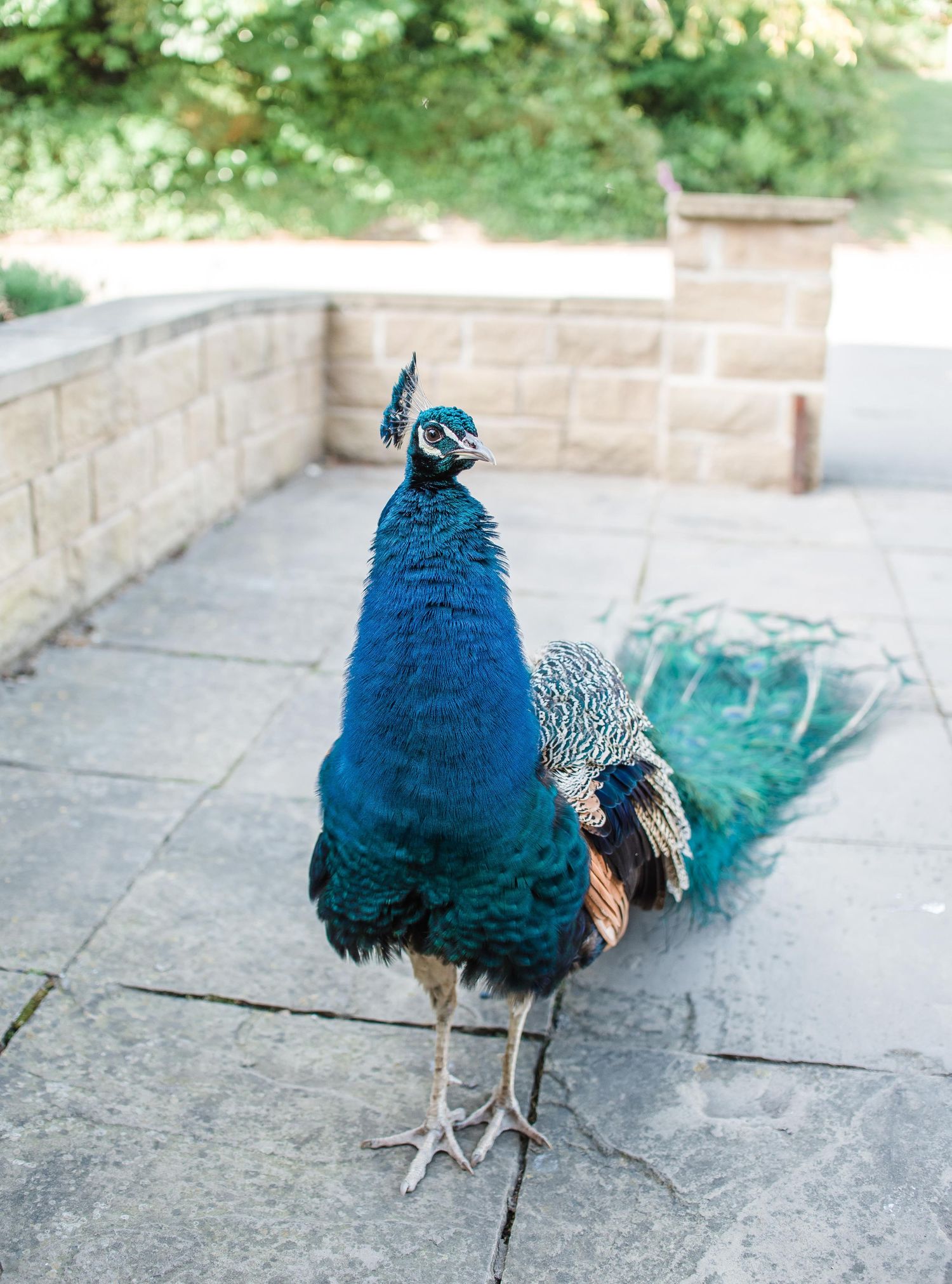 A majestic peacock with vibrant blue feathers stands on a stone patio displaying its plumage.