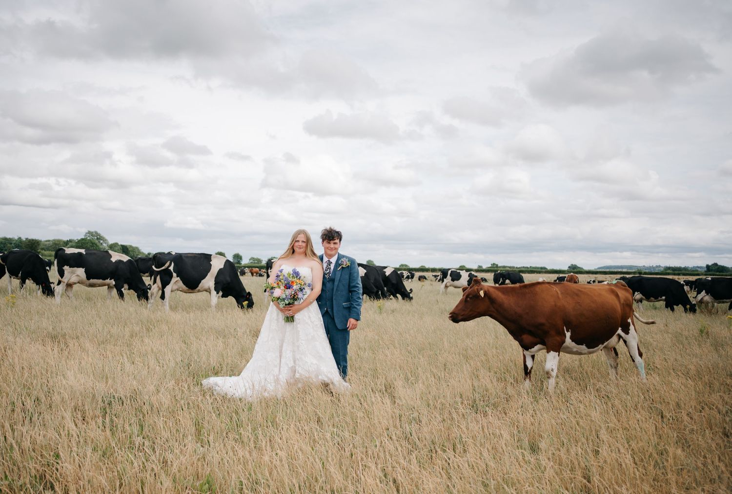 Panoramic wedding photo sequence with cows grazing in a pastoral field setting.
