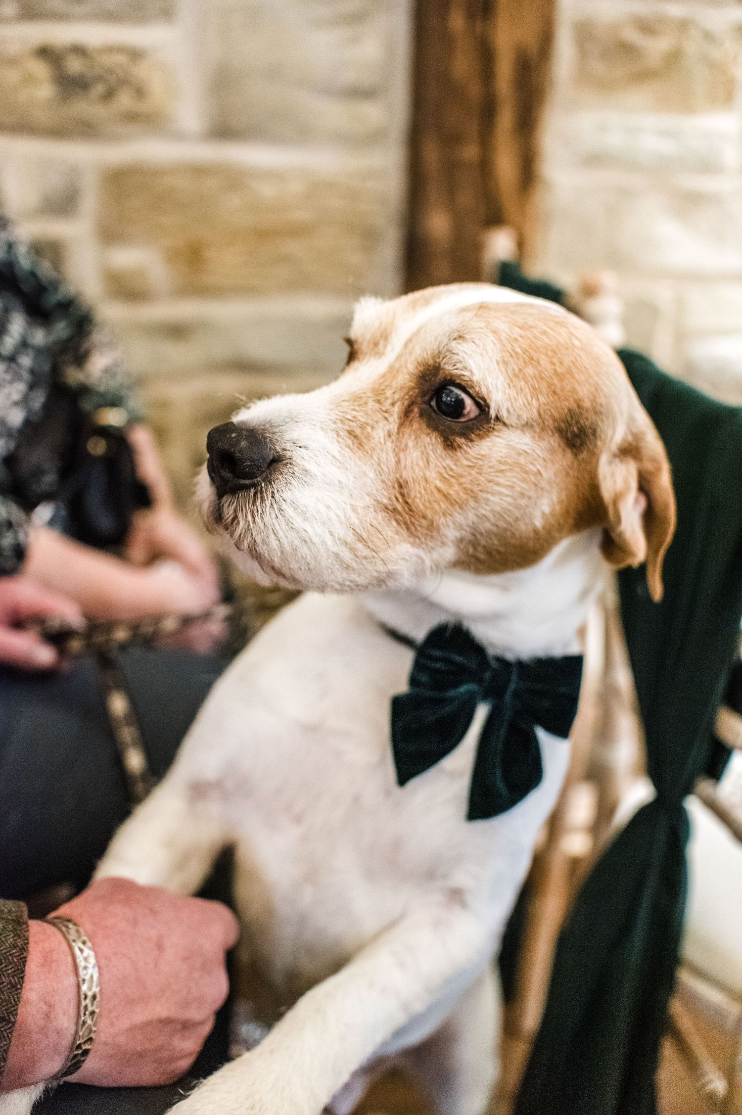 Adorable Jack Russell terrier wearing a black bow tie at formal event.