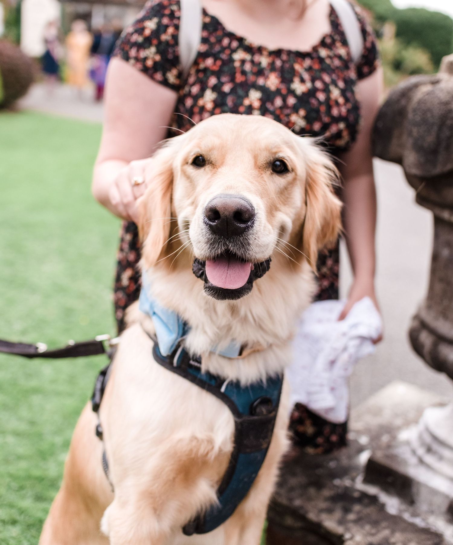Happy Golden Retriever wearing a blue harness smiles at the camera during outdoor event.