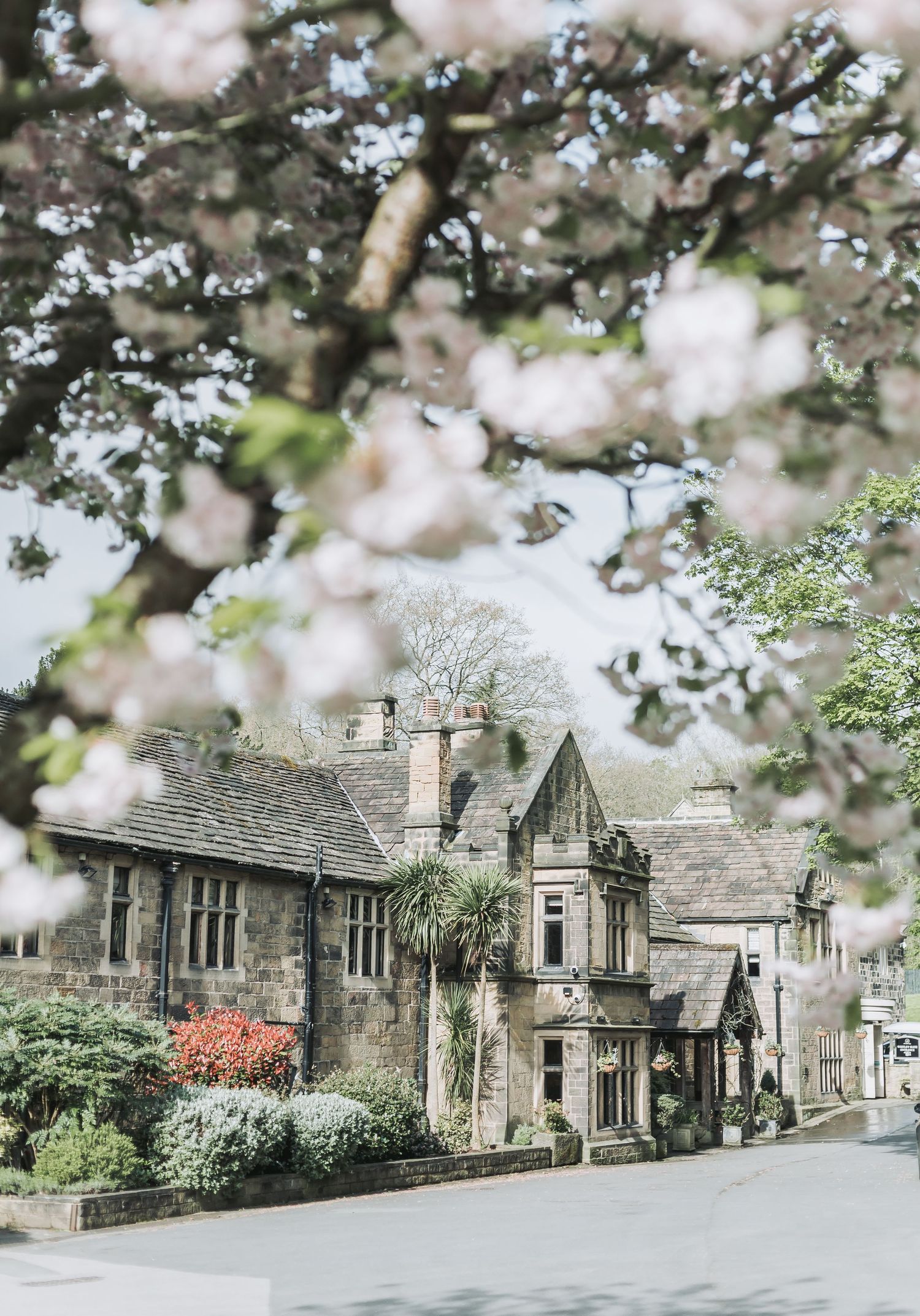 Charming stone cottage with blooming cherry blossoms framing the view in springtime.