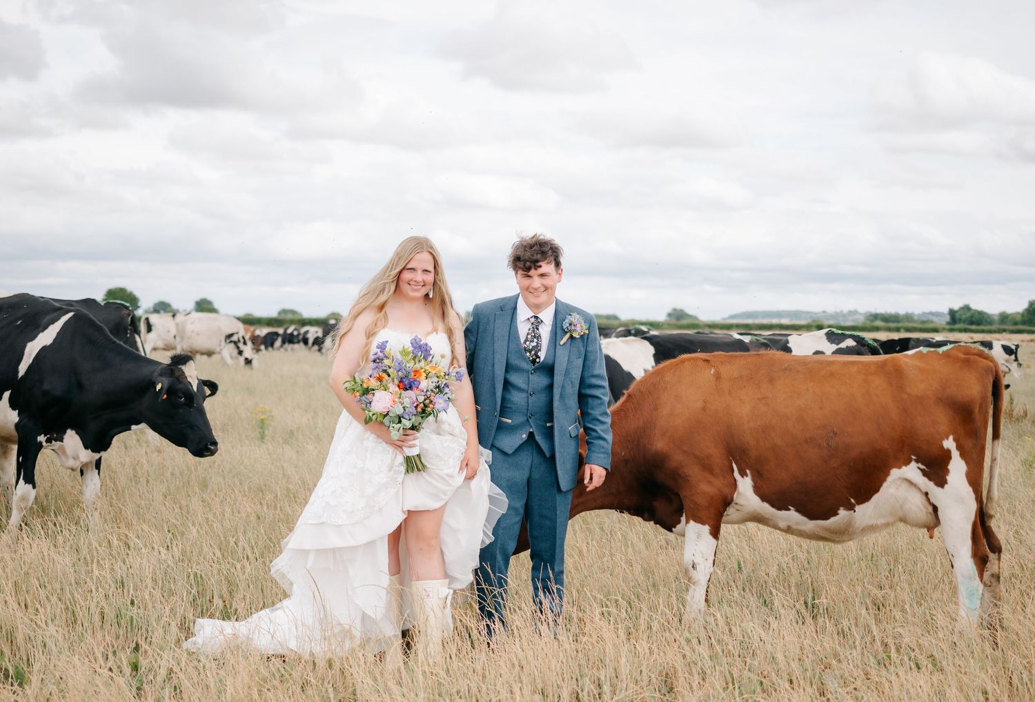 Rural wedding photos featuring the couple posing with brown and white cows in a grassy field.