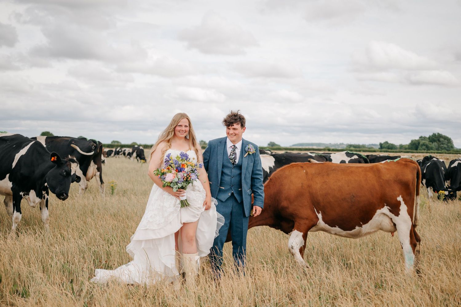 Panoramic wedding photos with couple posing among grazing cows in countryside field.