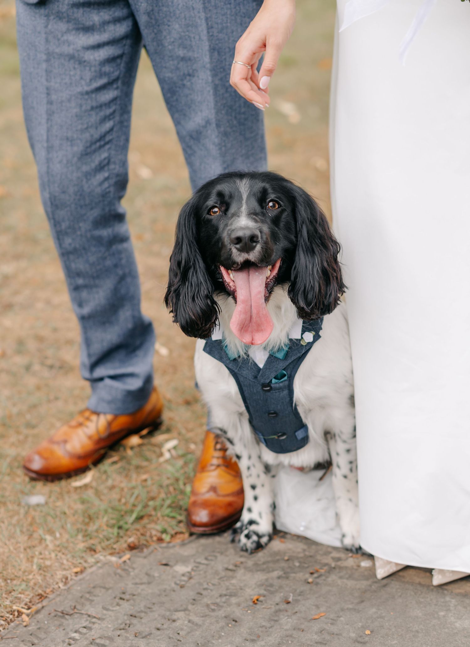 Black and white dog wearing a bowtie sits between legs at an outdoor wedding.