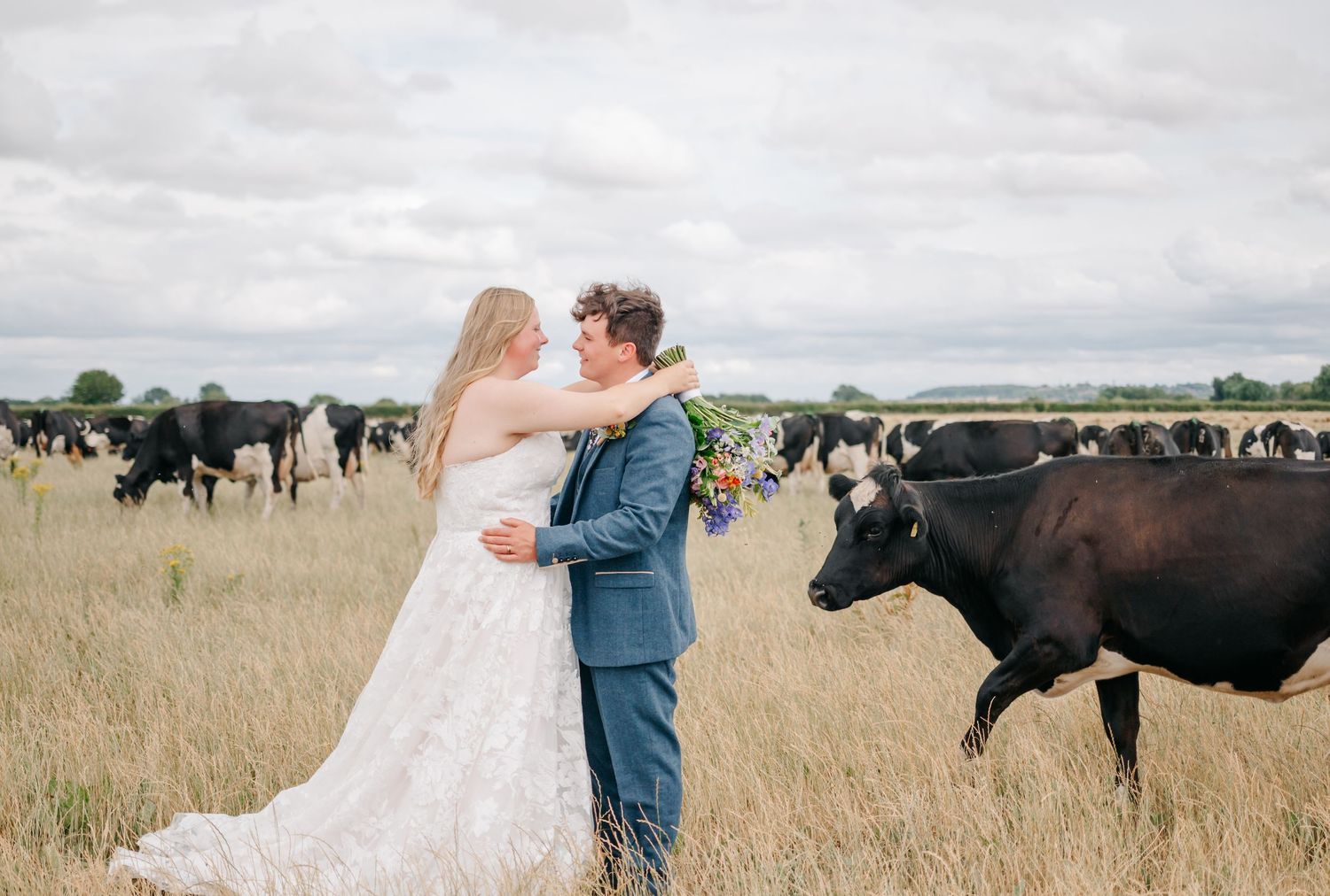 Newlyweds share romantic moment in field with curious black cows watching in background.
