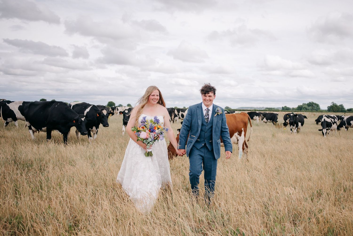 A couple walks through a golden wheat field on their wedding day with cattle grazing in the background.