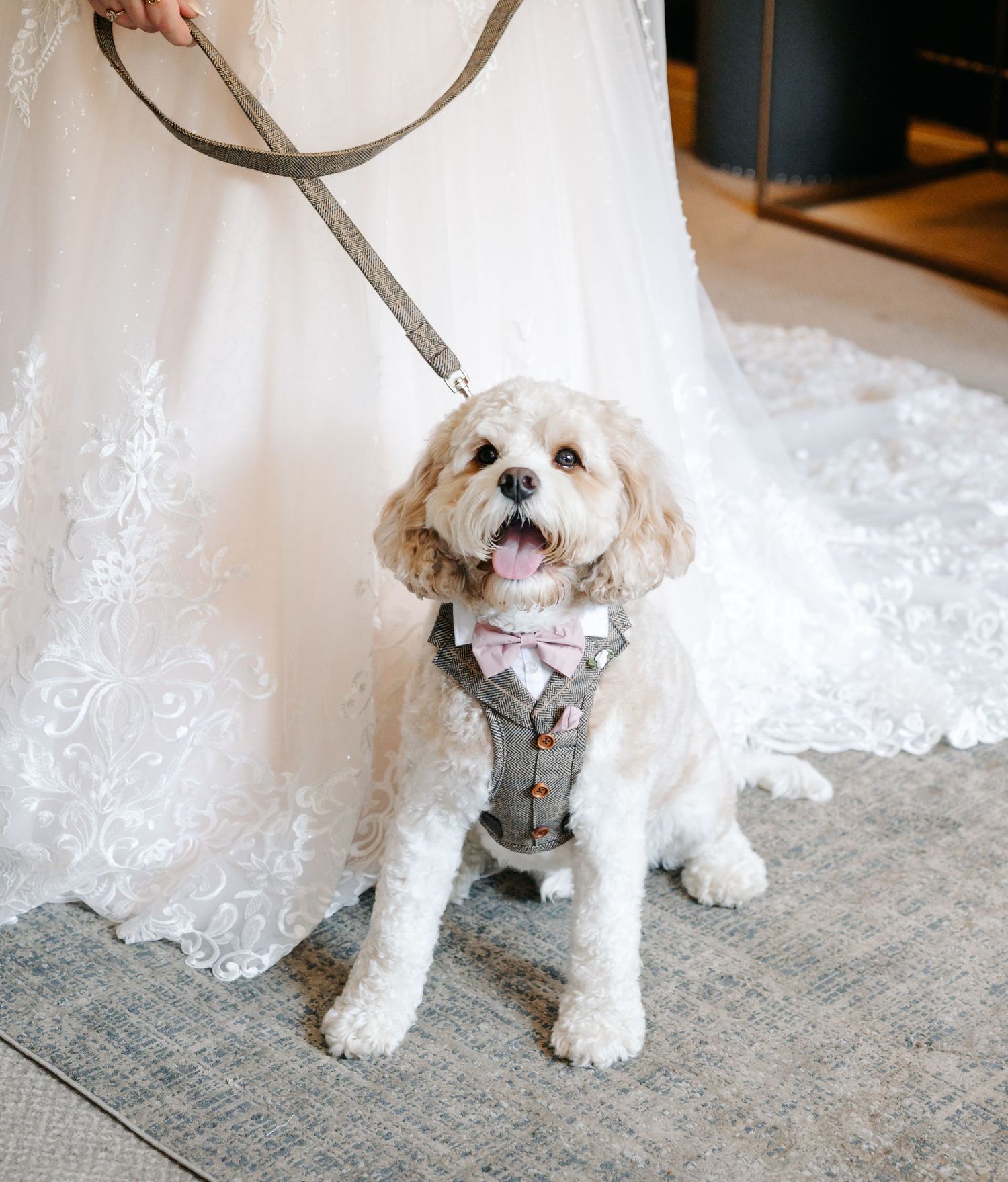 Adorable Cavapoo dog in a gray suit harness and pink bow tie on a leash beside a bride in a white lace gown.