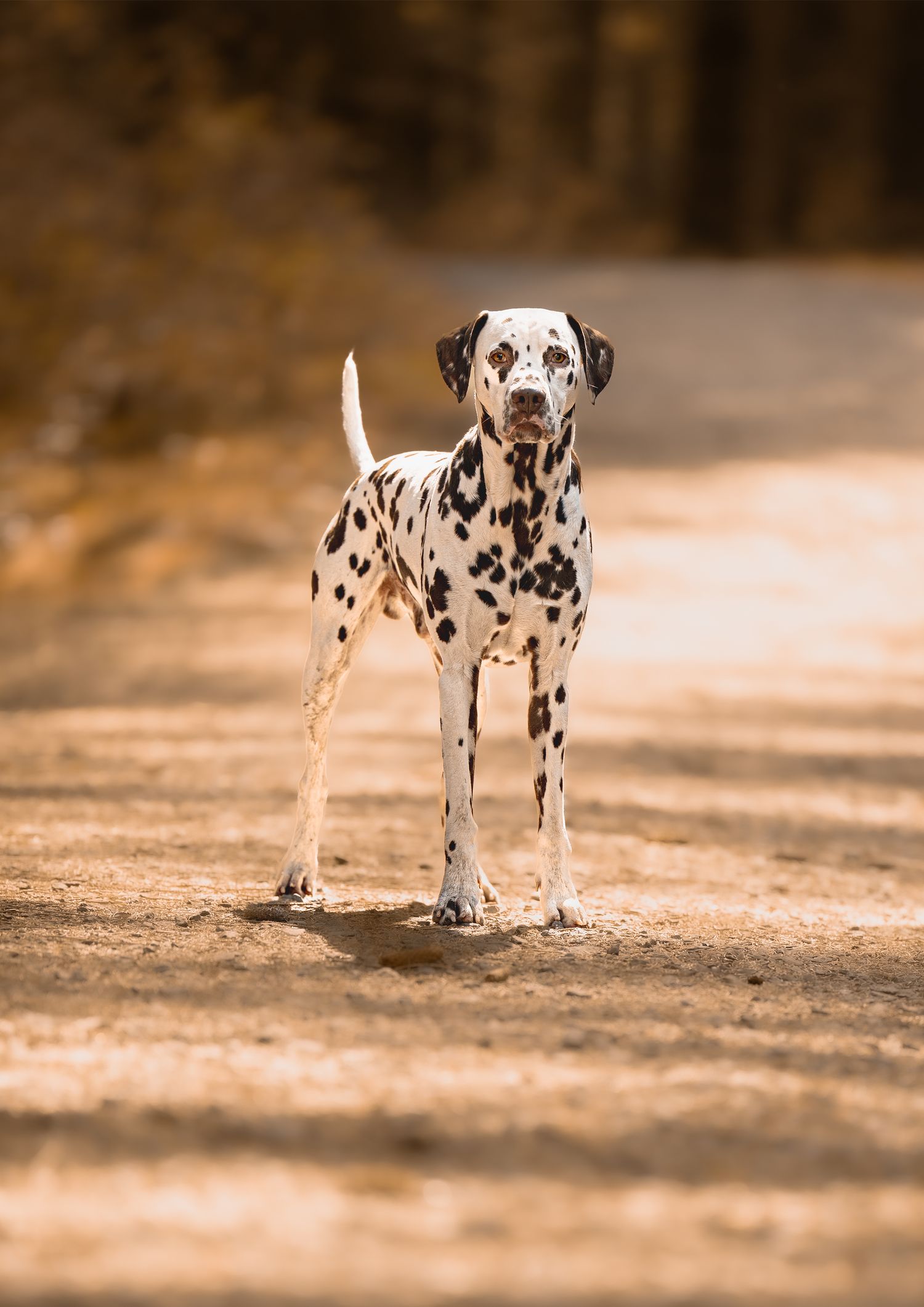 Outdoor Dog Photography NorthLanarkshire, Pet Photography scotland