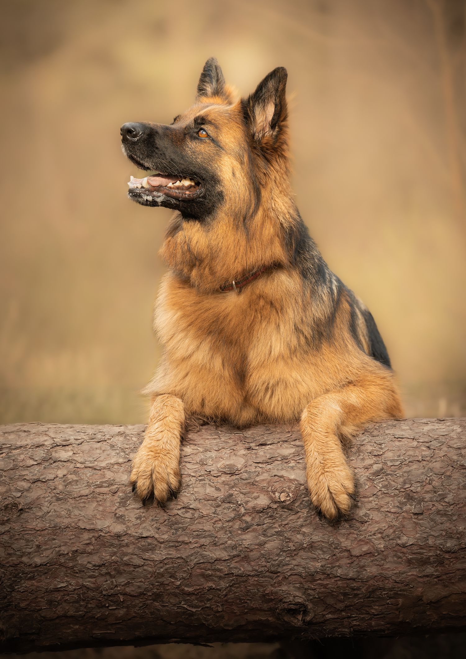 Outdoor Dog Photography NorthLanarkshire, Pet Photography scotland