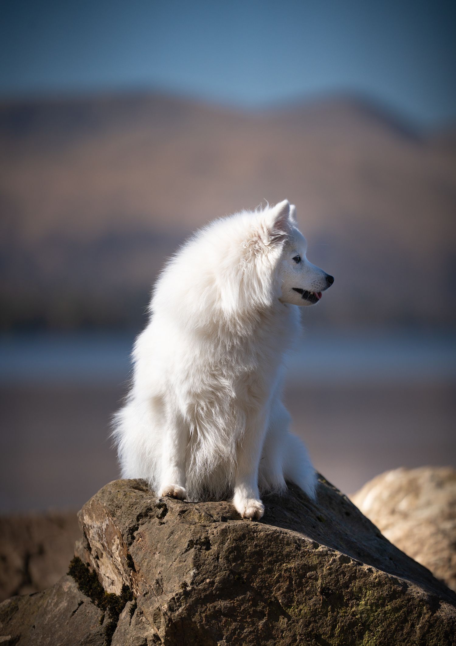 Outdoor Dog Photography NorthLanarkshire, Pet Photography scotland