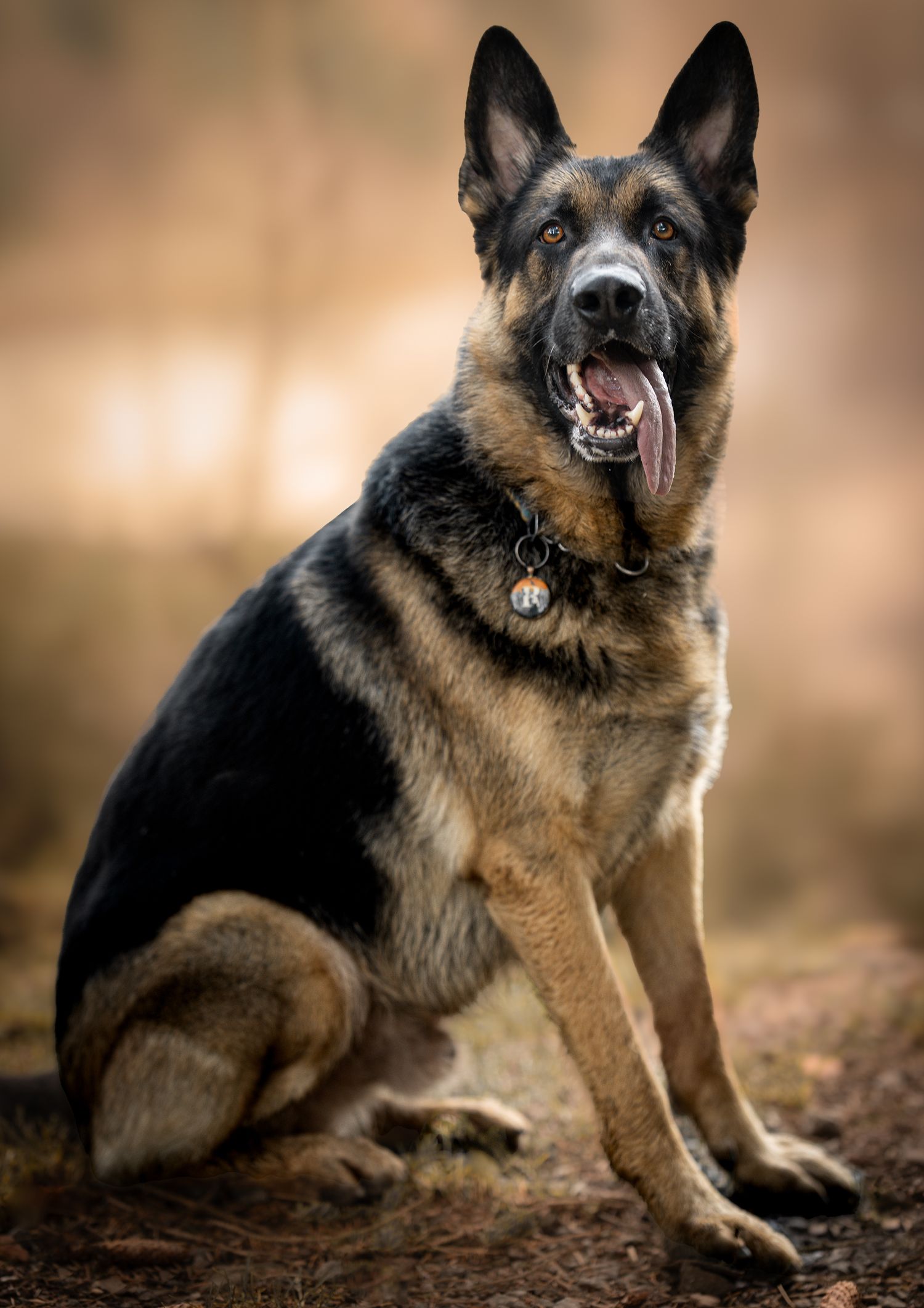 Outdoor Dog Photography NorthLanarkshire, Pet Photography scotland