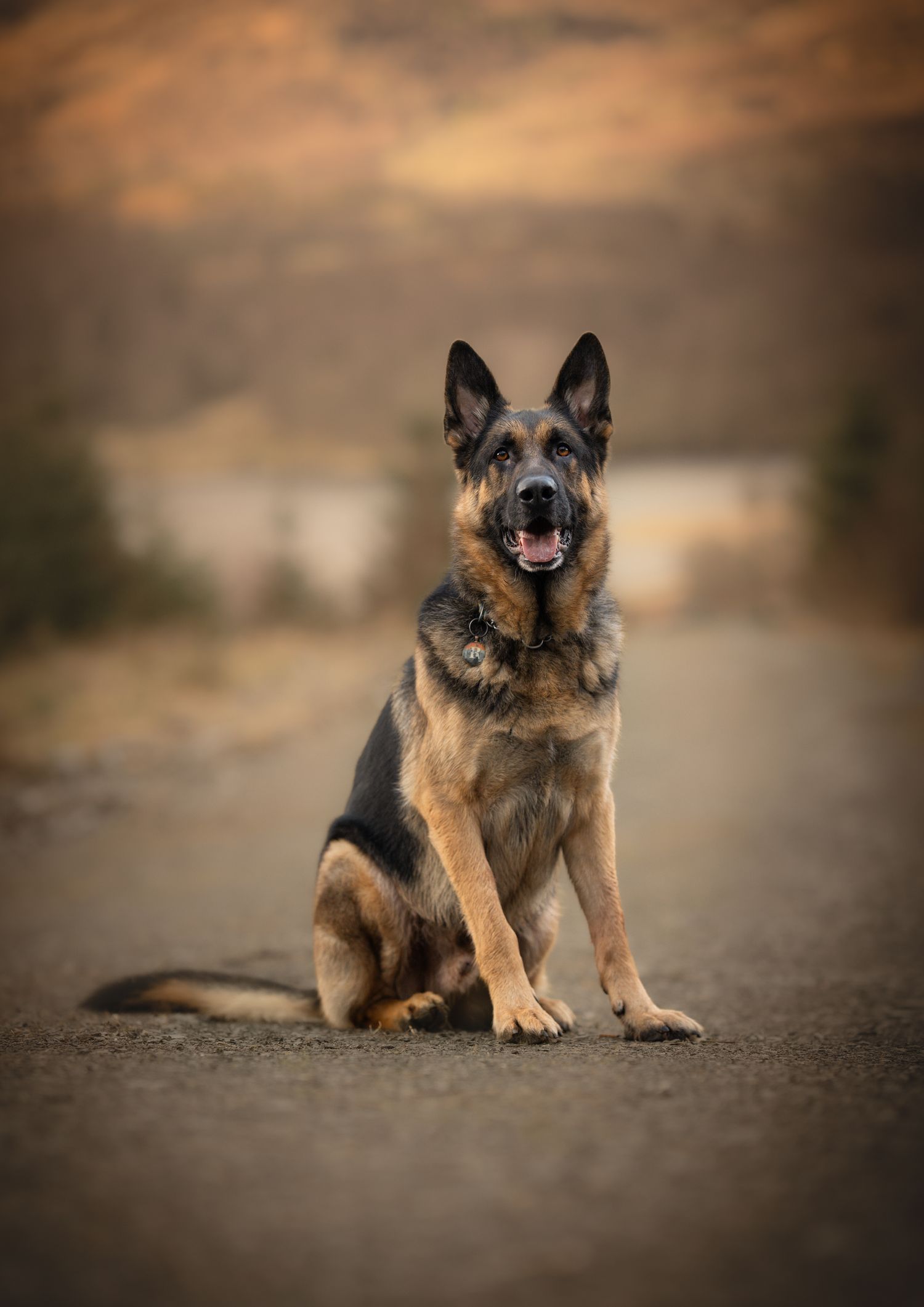 Outdoor Dog Photography NorthLanarkshire, Pet Photography scotland