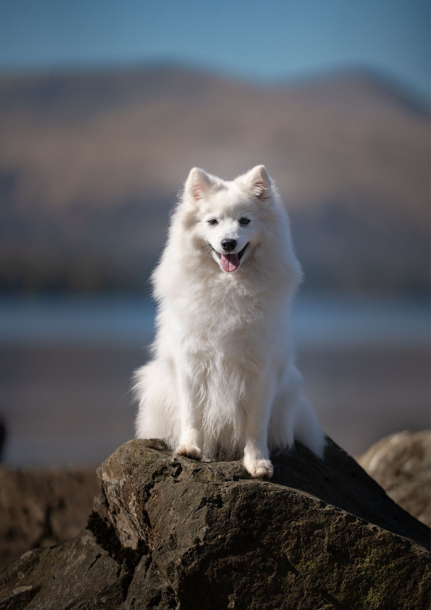 Outdoor Dog Photography NorthLanarkshire, Pet Photography scotland