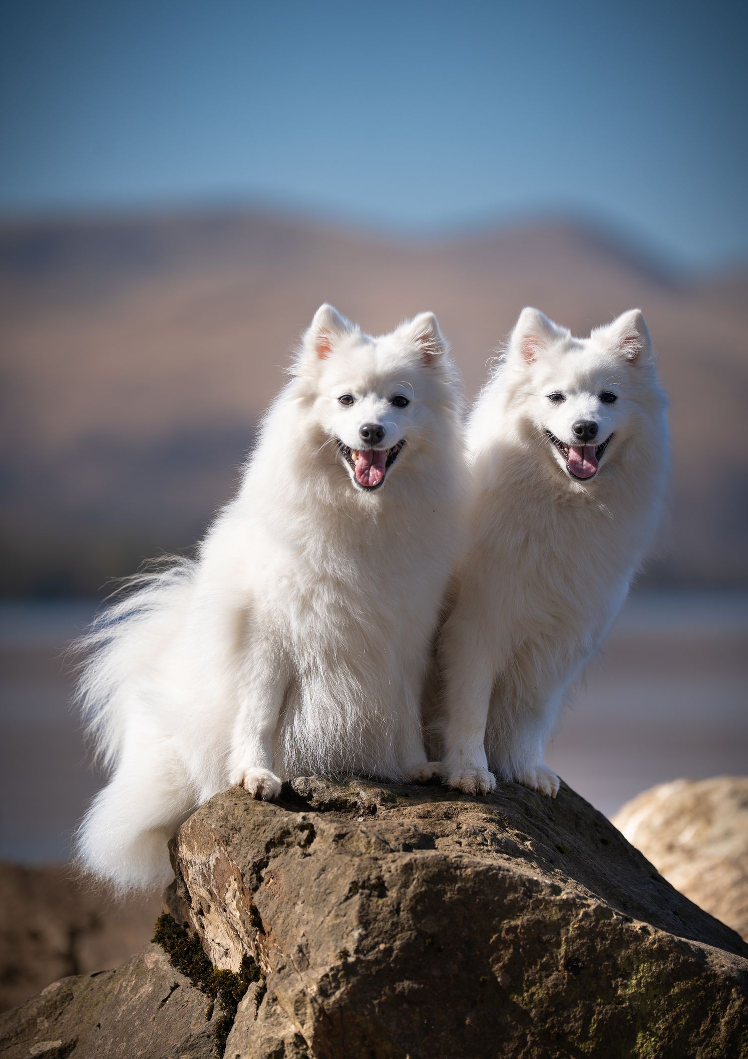Outdoor Dog Photography NorthLanarkshire, Pet Photography scotland