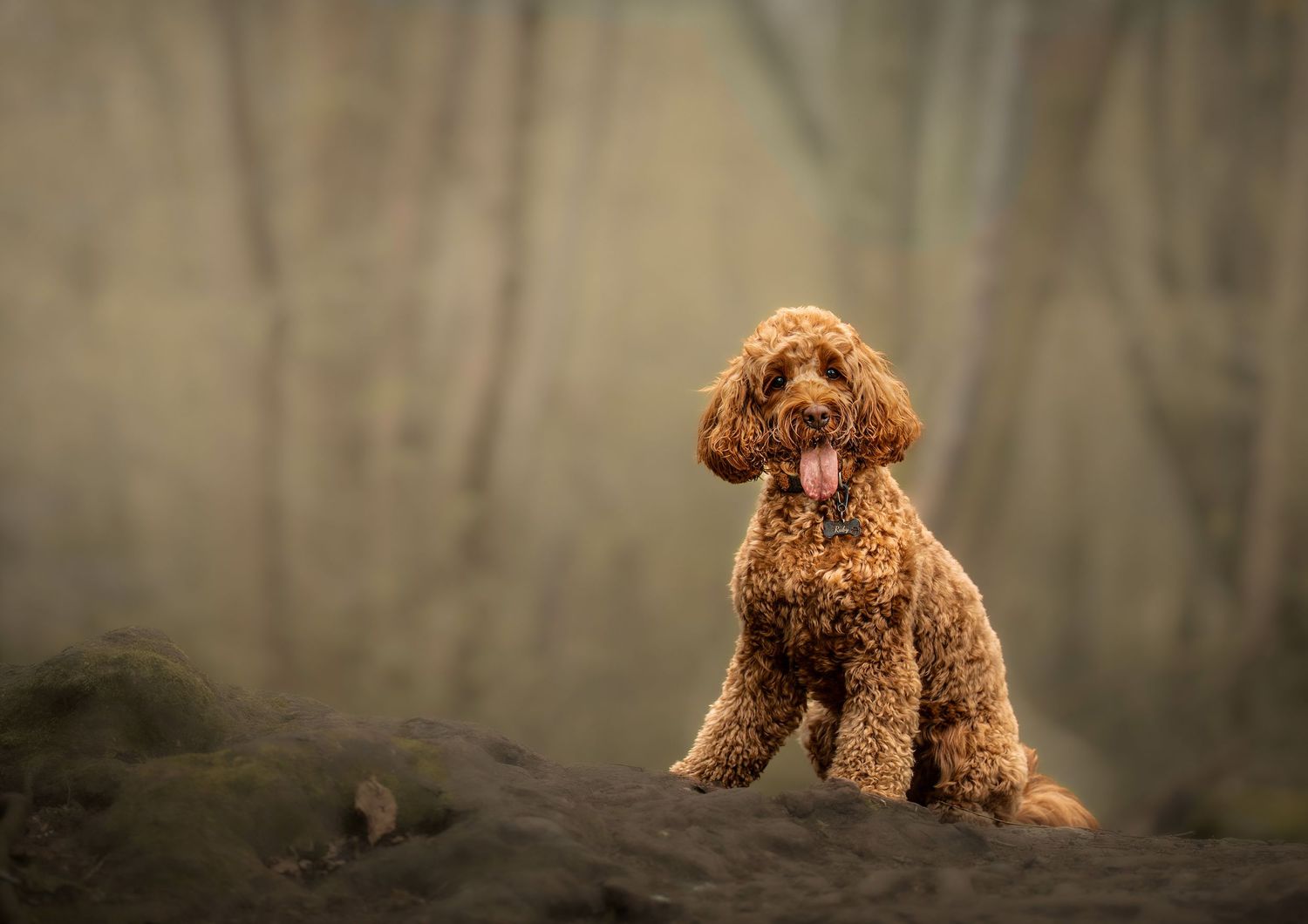 Outdoor Dog Photography NorthLanarkshire, Pet Photography scotland