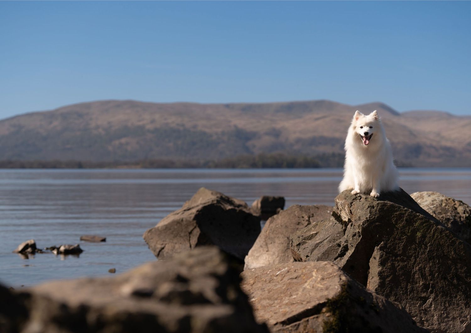 Outdoor Dog Photography NorthLanarkshire, Pet Photography scotland