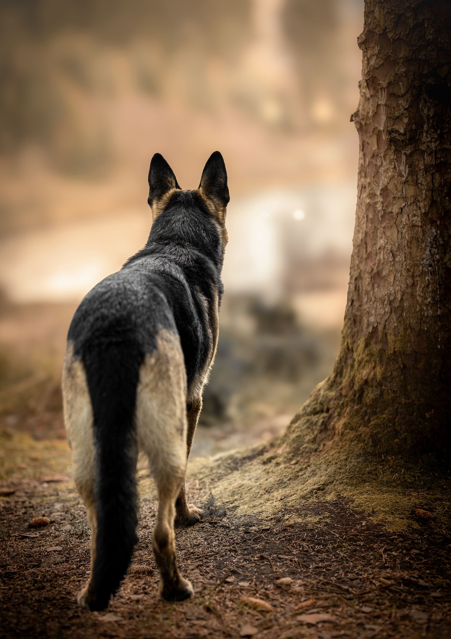 Outdoor Dog Photography NorthLanarkshire, Pet Photography scotland