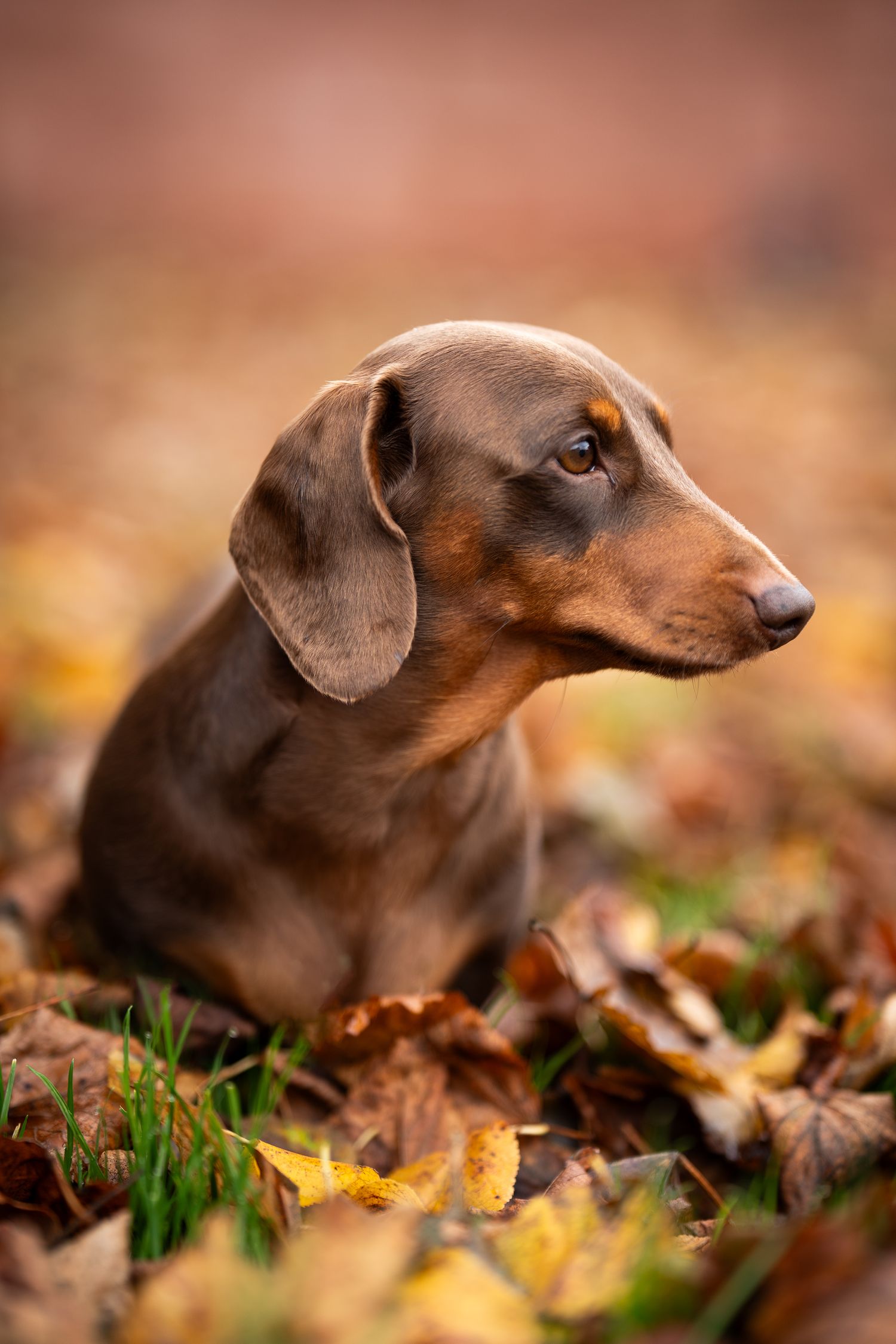 Outdoor Dog Photography NorthLanarkshire, Pet Photography scotland