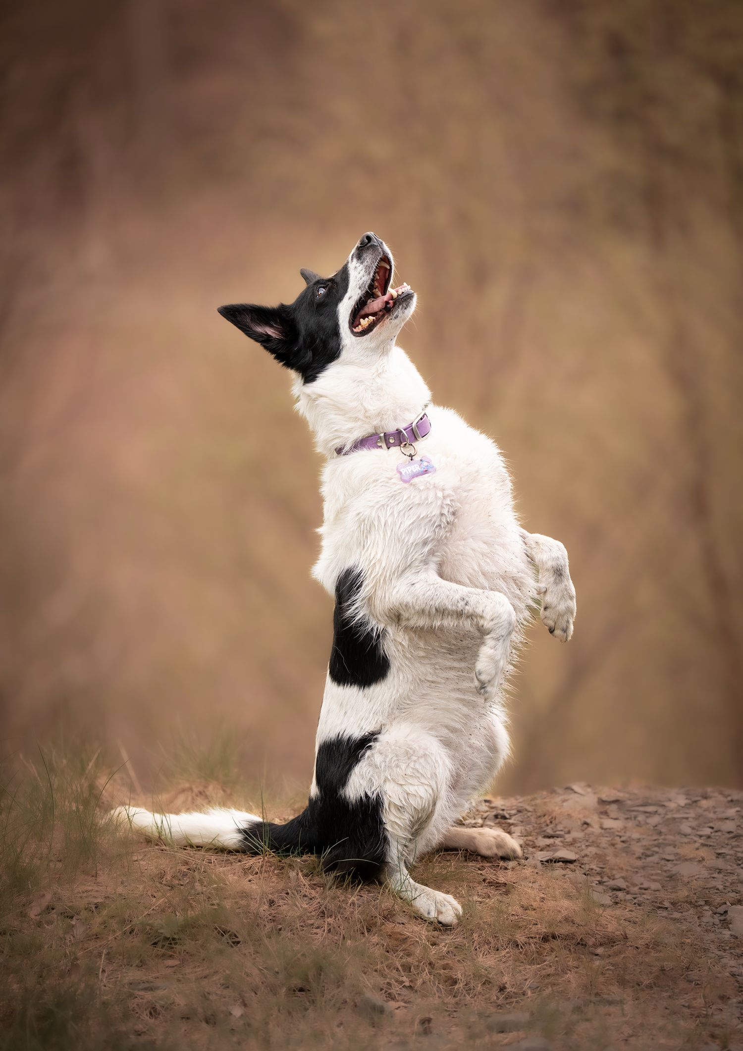 Outdoor Dog Photography NorthLanarkshire, Pet Photography scotland