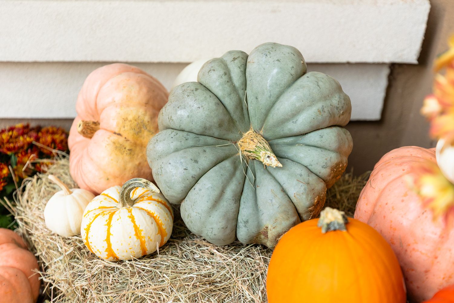 Fresh heirloom pumpkins and gourds in orange peach and sage green colors arranged on rustic hay bales with twinkling lights.
