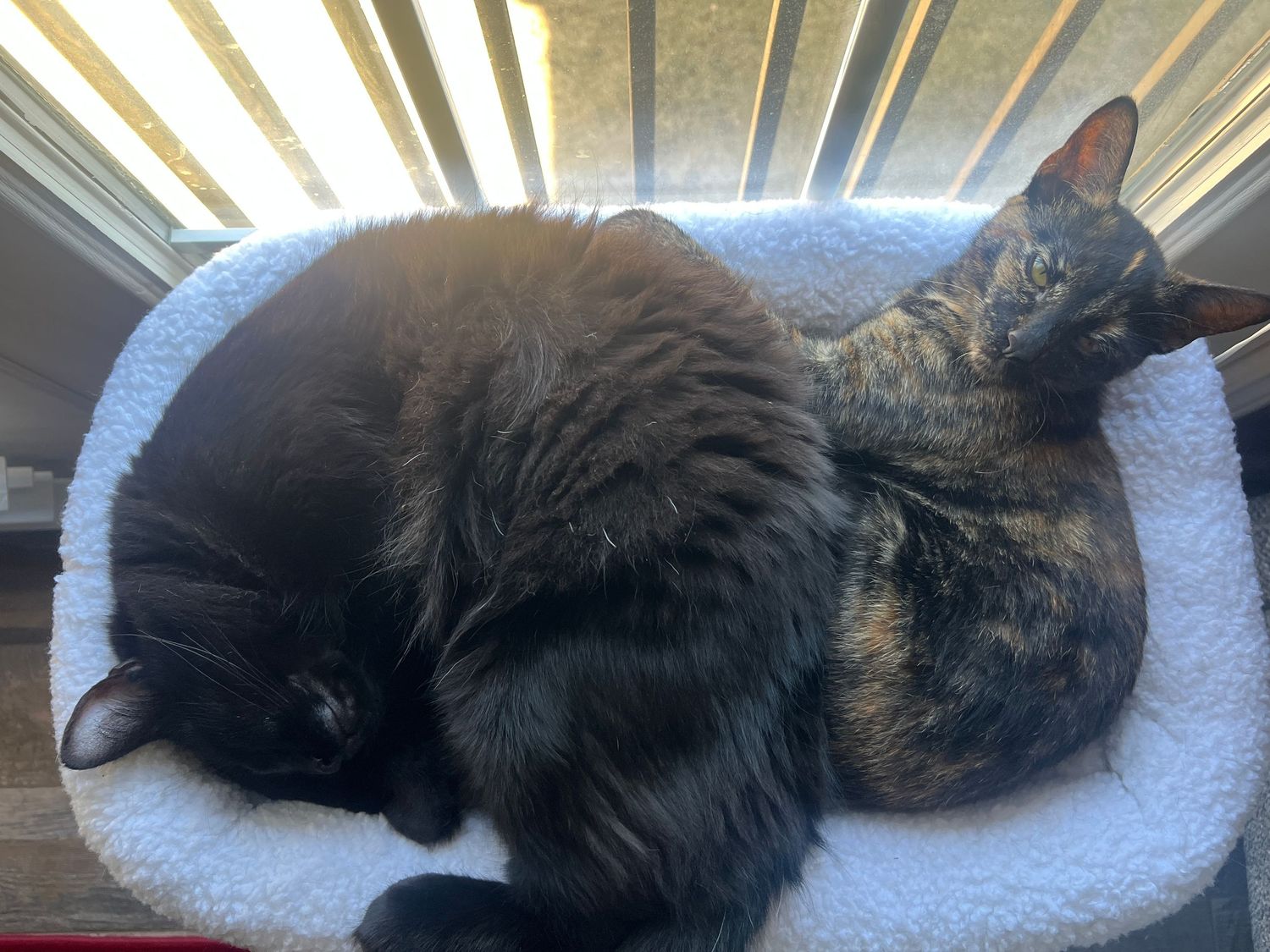 Two cats curled up together sleeping on a white cushion in sunlight.