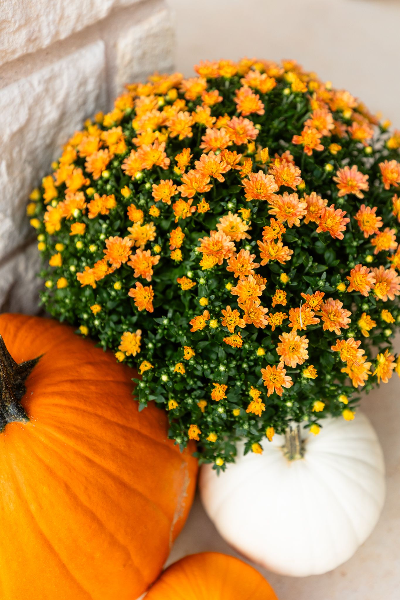 A row of orange and white pumpkin planters filled with vibrant yellow chrysanthemum flowers creates a festive fall display.