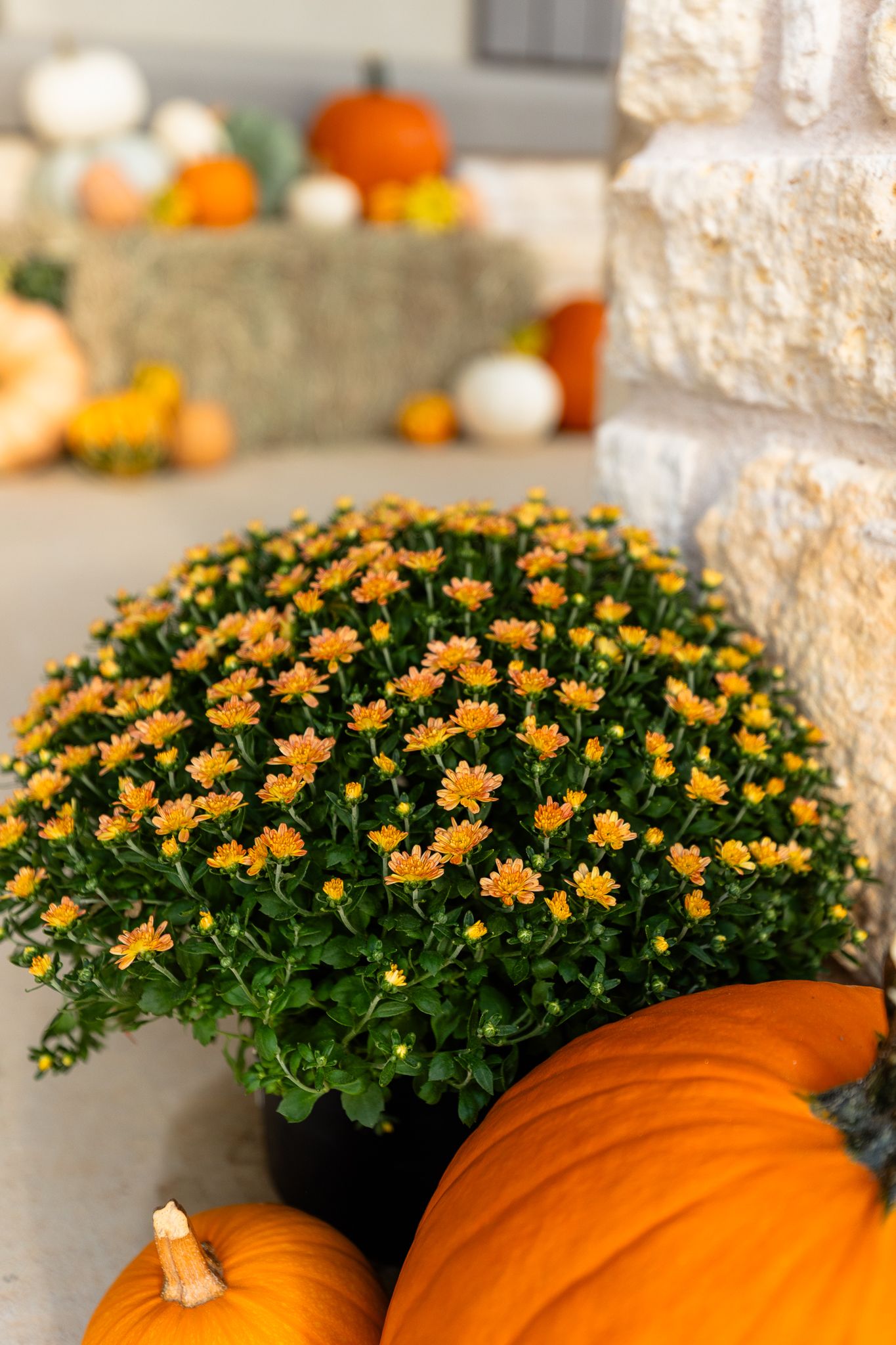 Orange pumpkin displayed next to yellow mums in autumn garden decor against stone wall background.