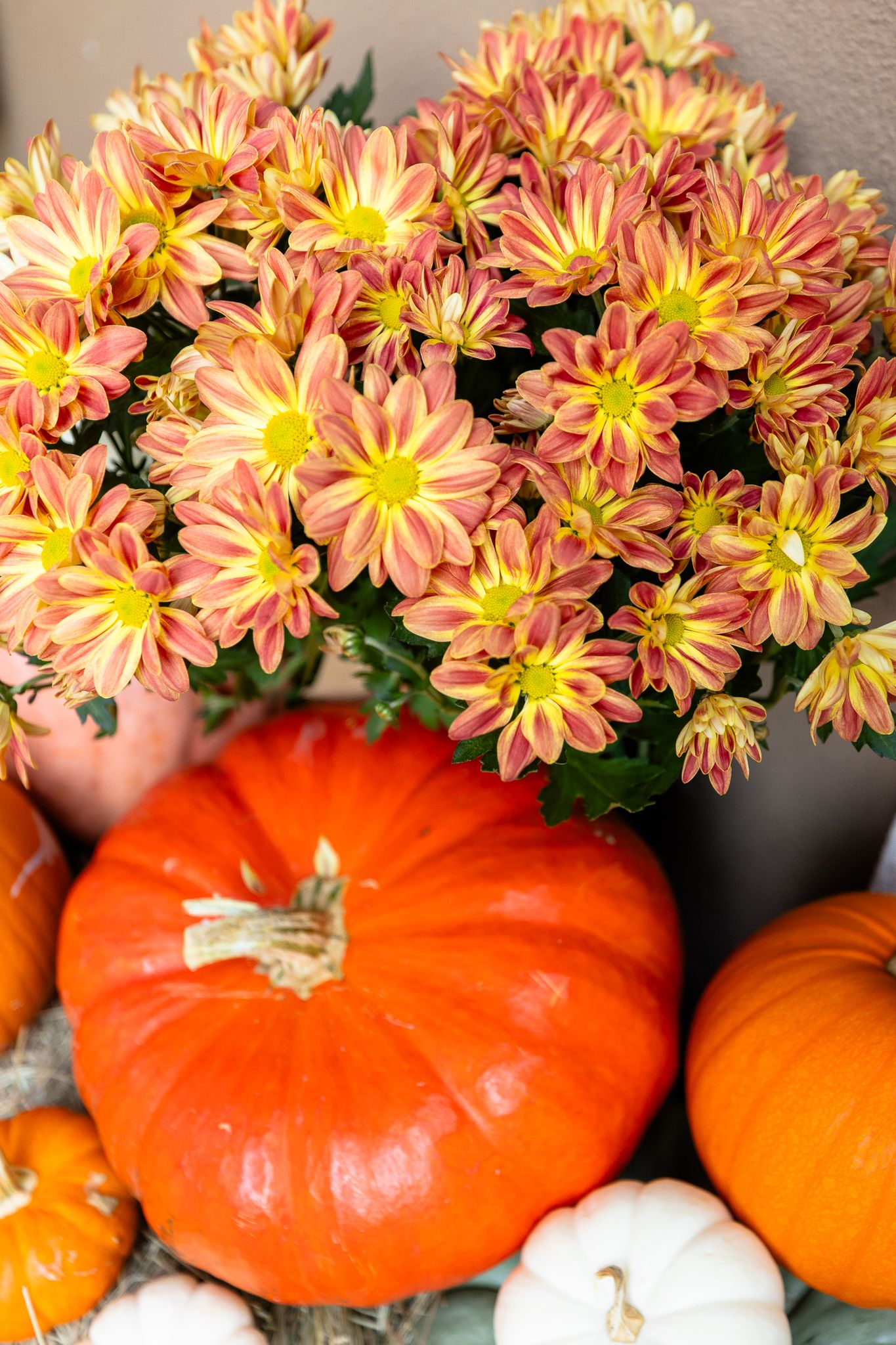 Vibrant orange and yellow chrysanthemum flowers arranged with bright orange pumpkins create a festive autumn display.