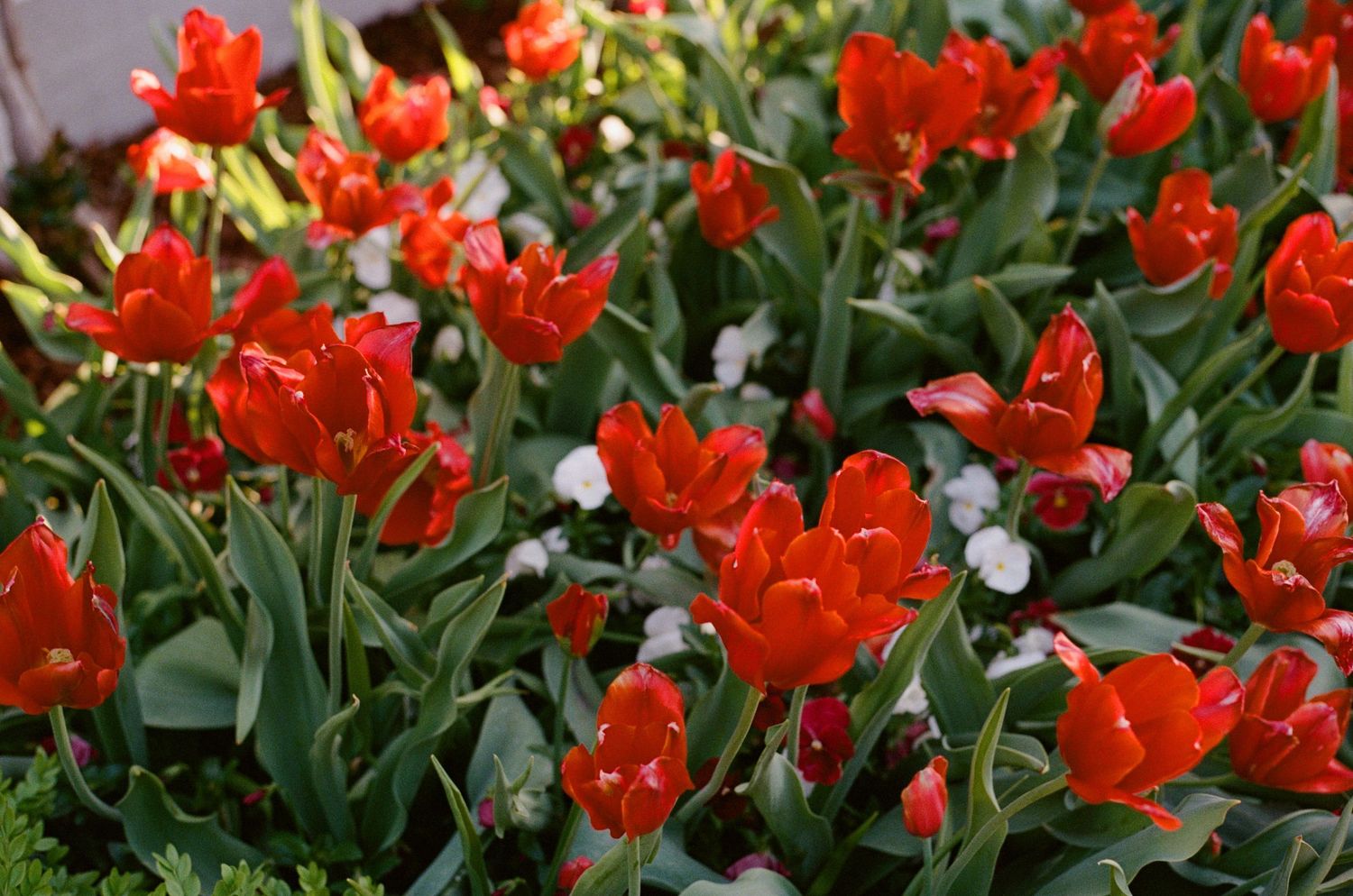 Vibrant red tulips with green foliage blooming in a garden during springtime.
