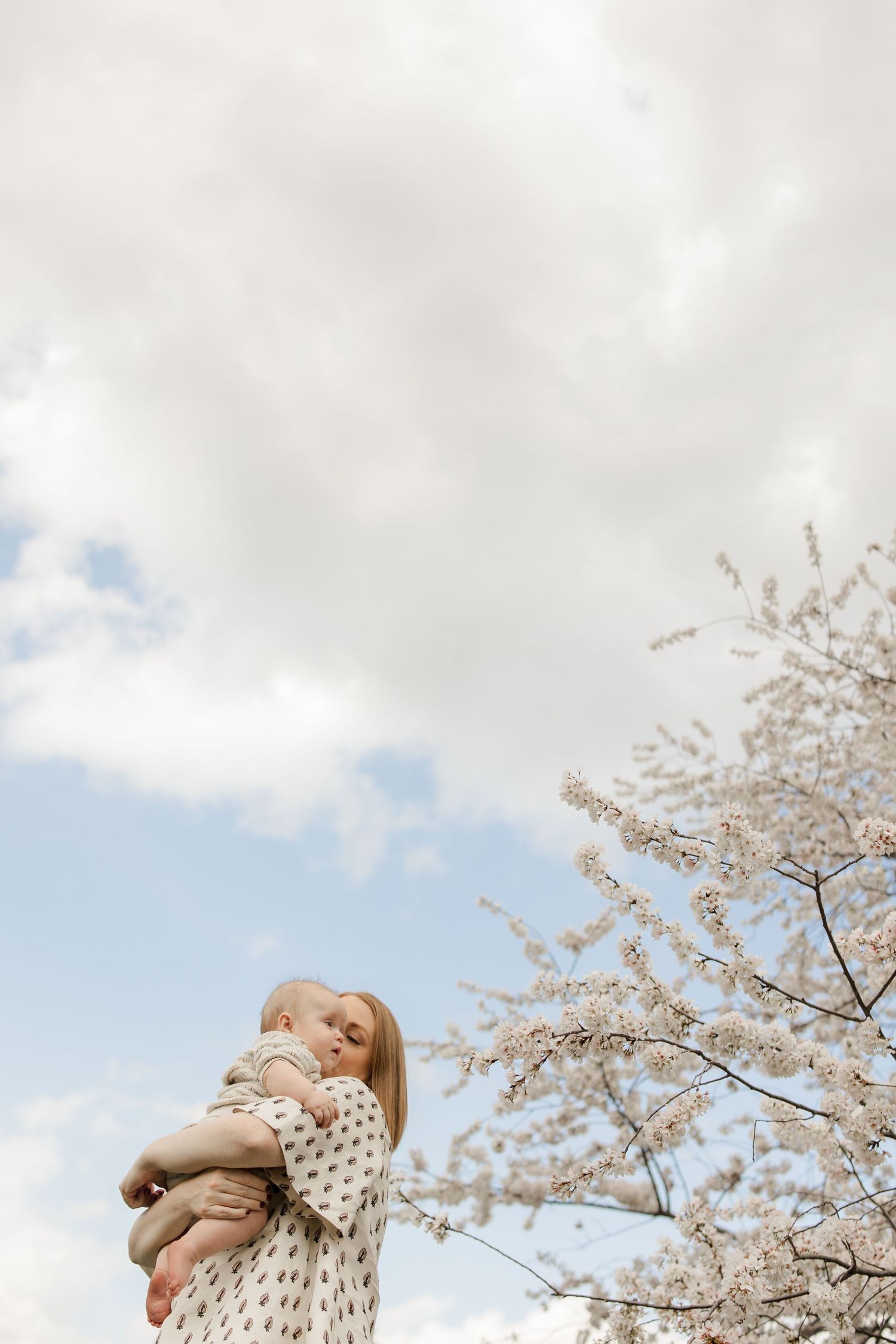 A dreamy spring scene with cherry blossoms against a partly cloudy sky with soft, ethereal lighting.