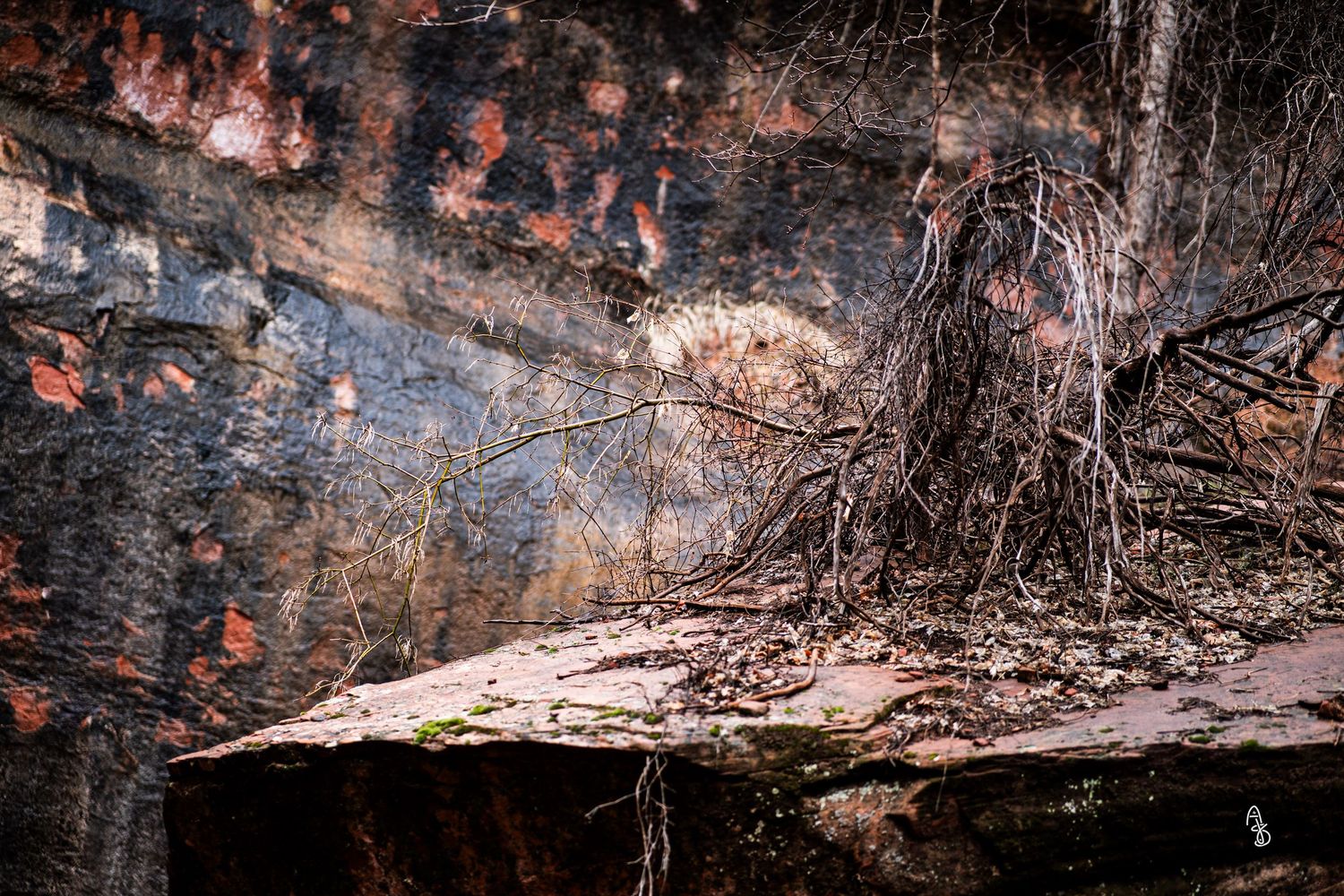 Close up view of natural, earthy scene showing the base of a tree with exposed roots over dirt and rock ledge.