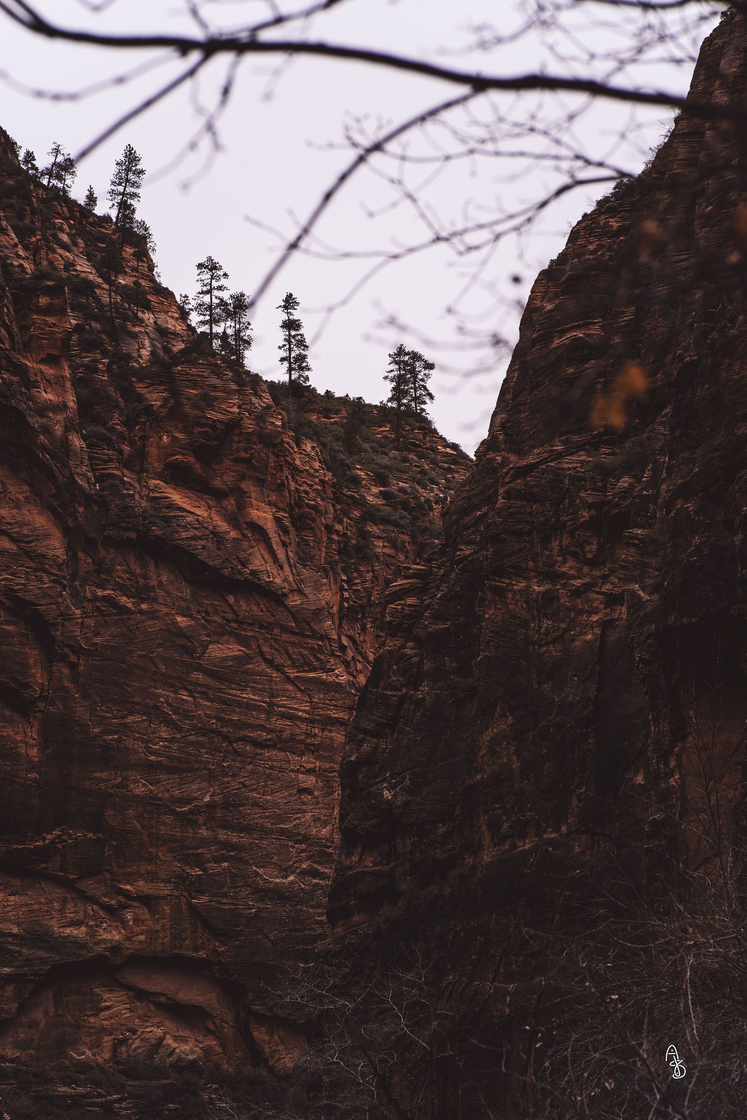 Nature photography of trees and canyon.