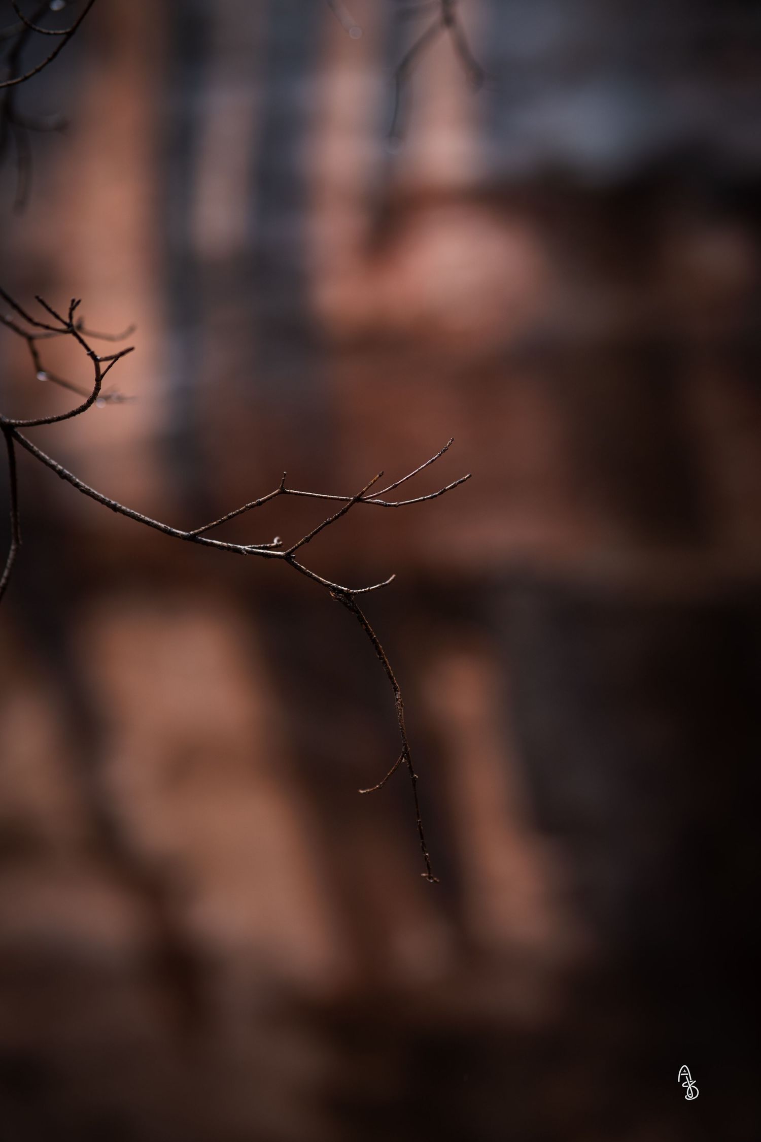 Depth of field photo with tree branch in focus against blurry mountain.