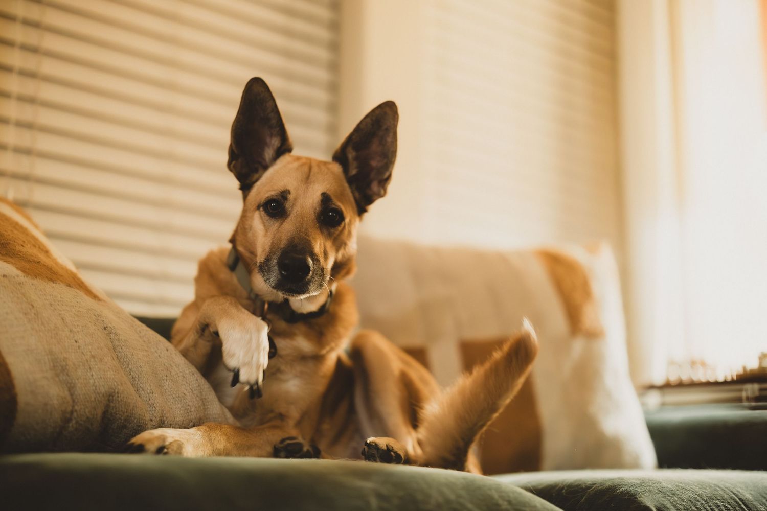 A brown German Shepherd dog lies relaxed on a couch with sunlight streaming through window blinds.
