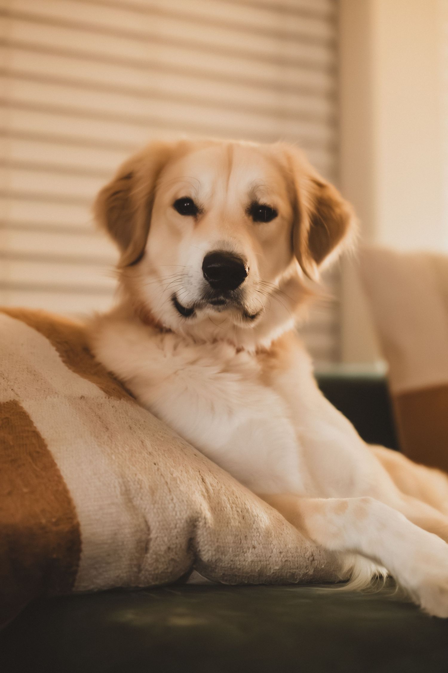 A golden retriever puppy lies peacefully on a couch with sunlight filtering through window blinds in the background.