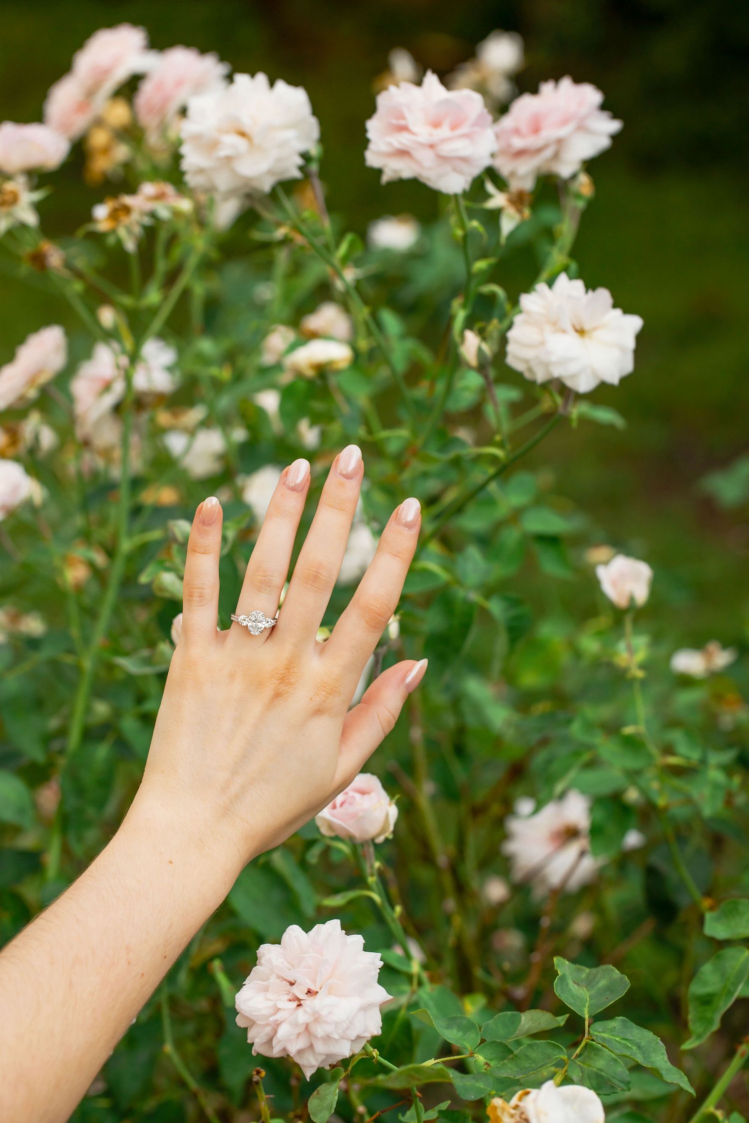 Woman's hand with diamond engagement ring posed among blooming pale pink roses in a lush garden.