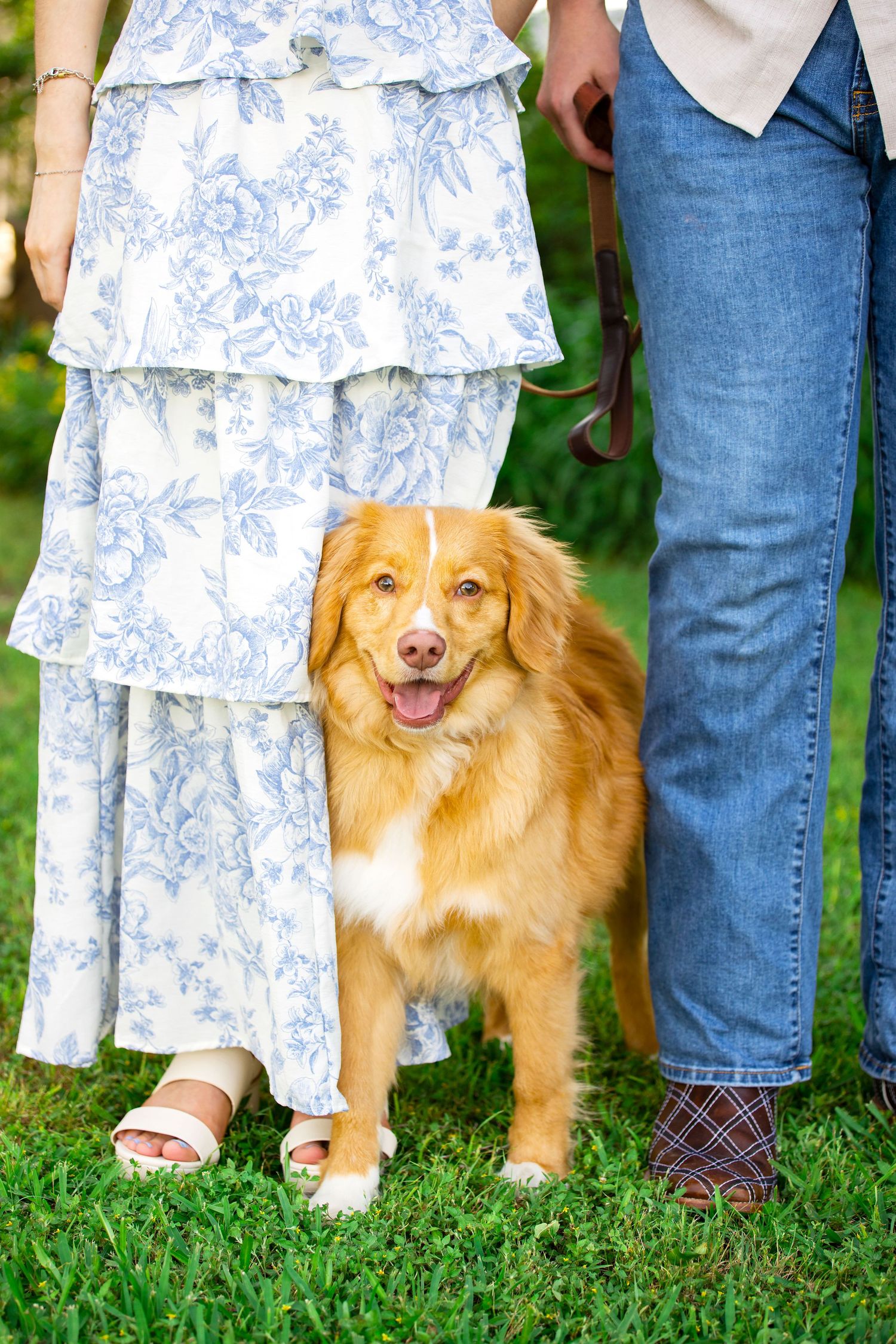 A happy golden Nova Scotia Duck Tolling Retriever sits on green grass between a couple, one wearing a floral dress.