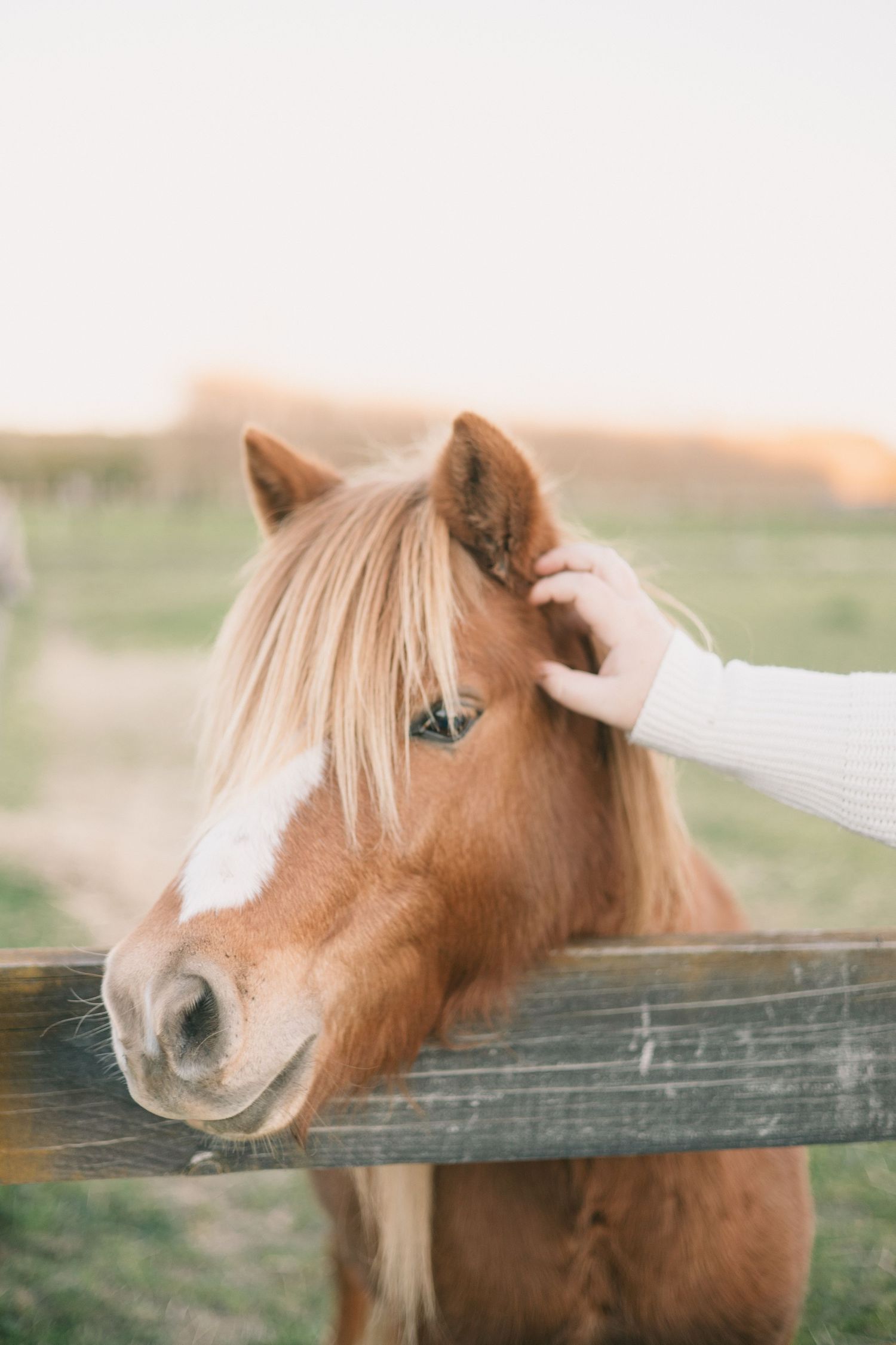 A hand gently pets a brown and white horse with blonde mane peeking over a wooden fence.