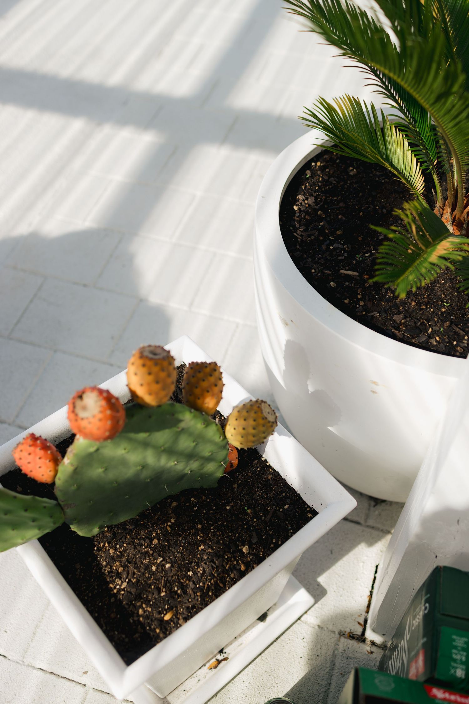 Blooming cactus and palm plant in white pots with dramatic shadows.