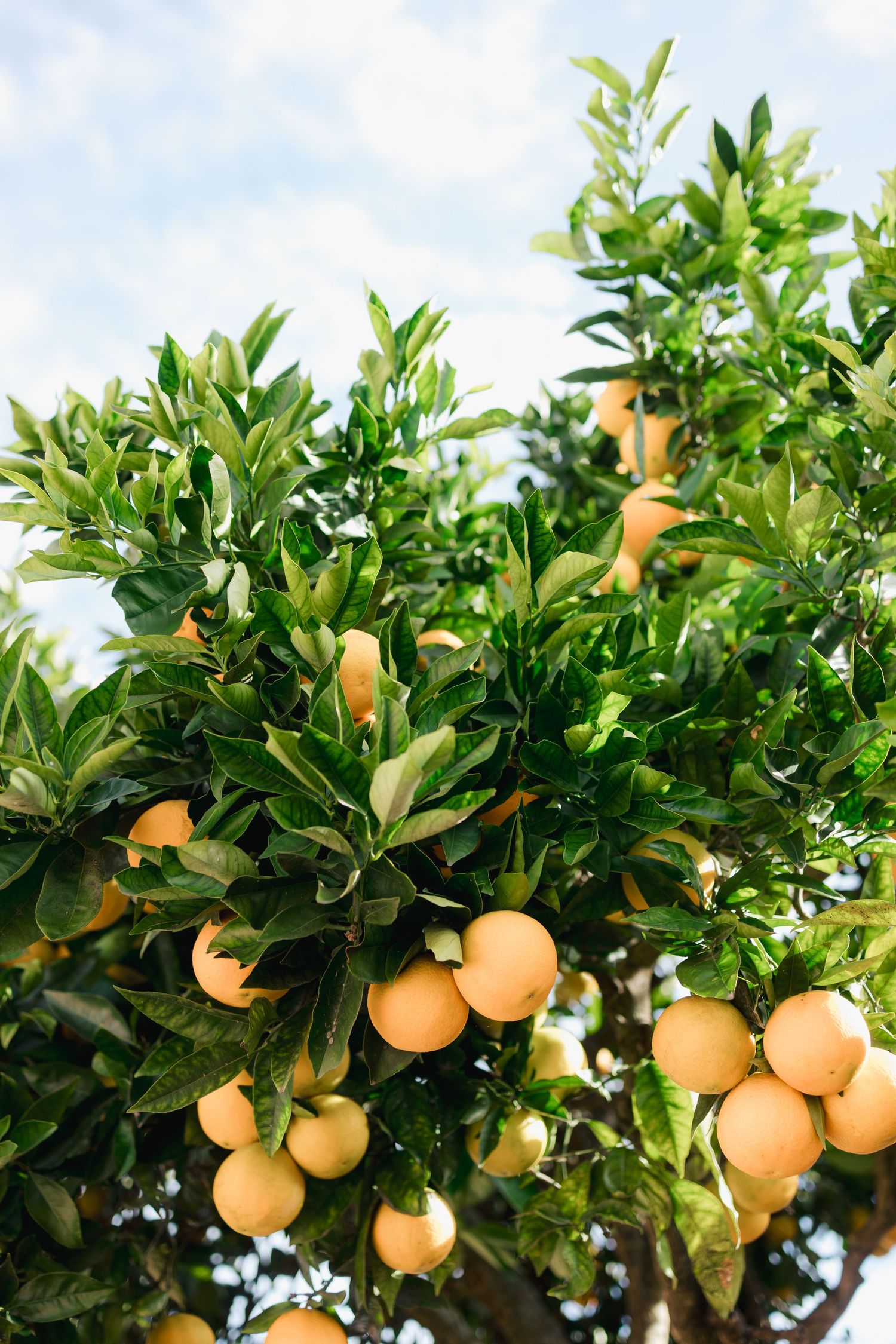 Fresh oranges growing on tree branches against blue sky background.