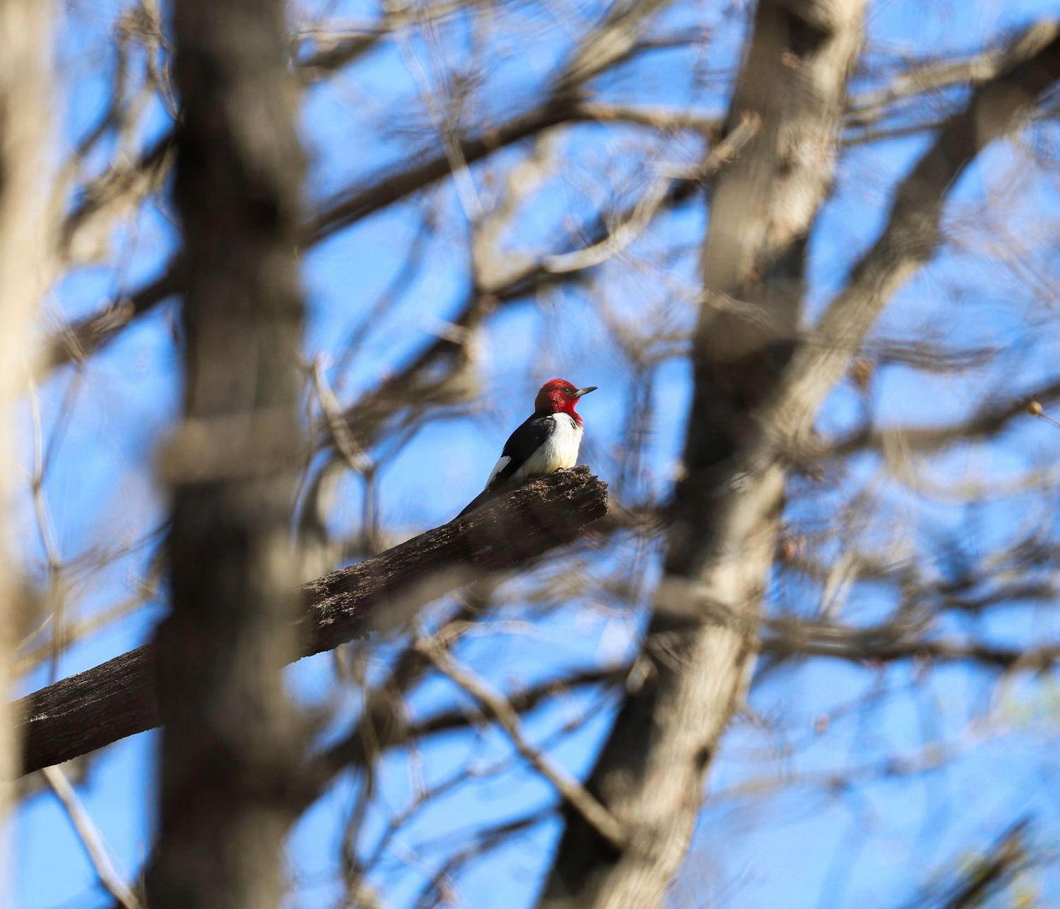 Red-headed woodpecker perched on a bare branch surrounded by blurred winter tree branches against a clear blue sky.