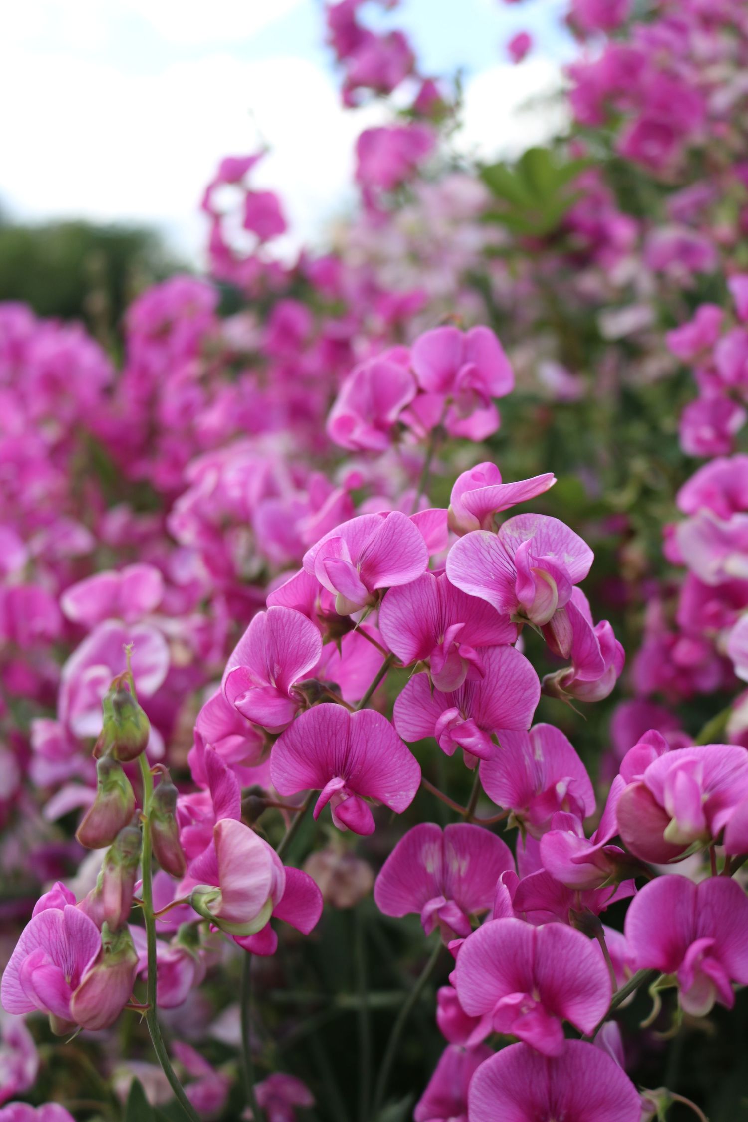 Vibrant pink sweet pea flowers blooming abundantly in a lush garden against a soft sky background.