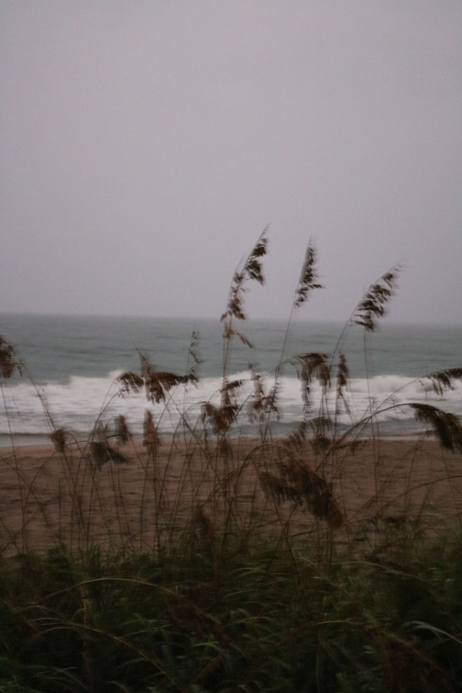 Sea oats and coastal grasses blowing in wind on a foggy overcast beach with ocean waves in background.