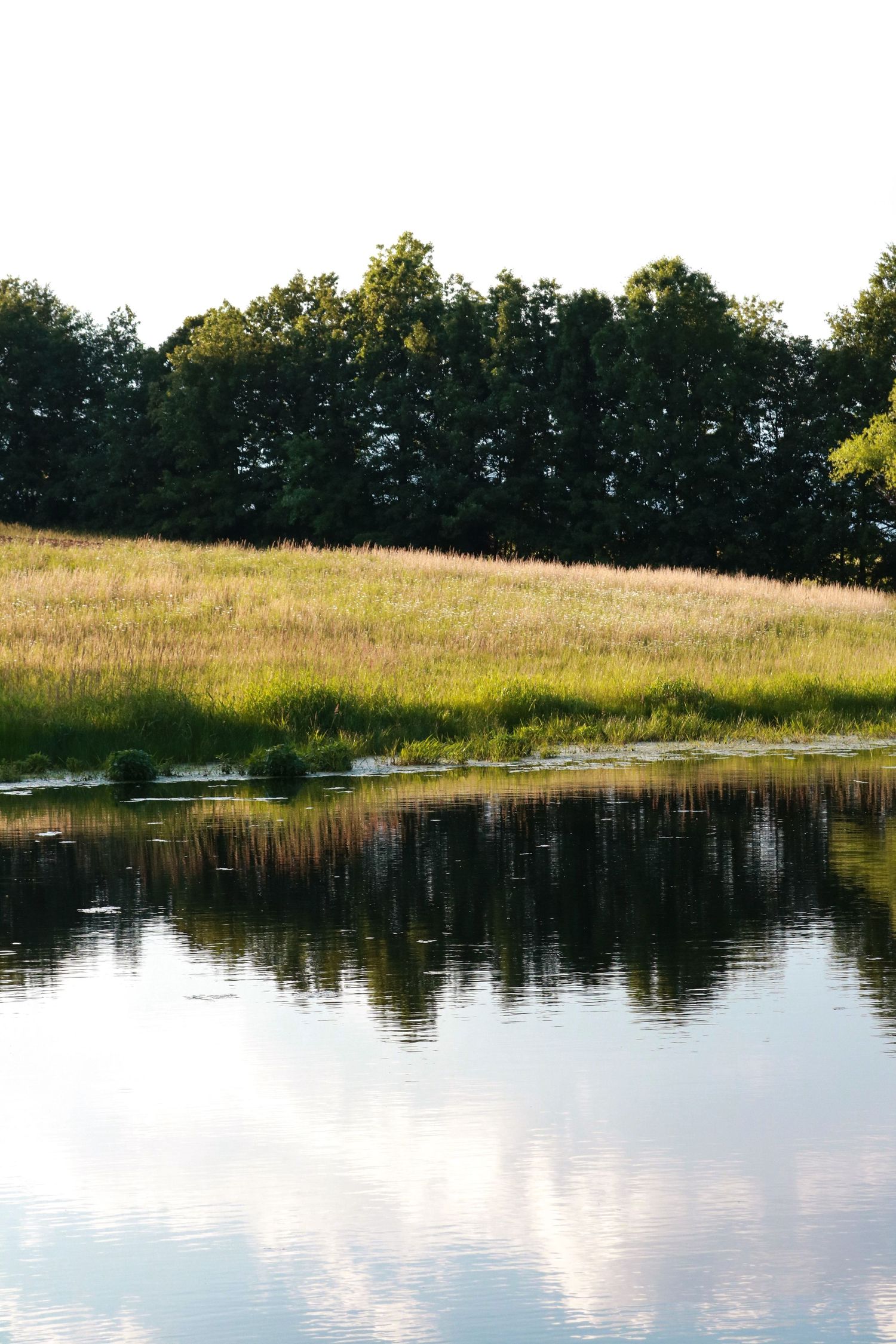 Lush green meadow and tall trees reflect in a calm pond under a bright clear sky.