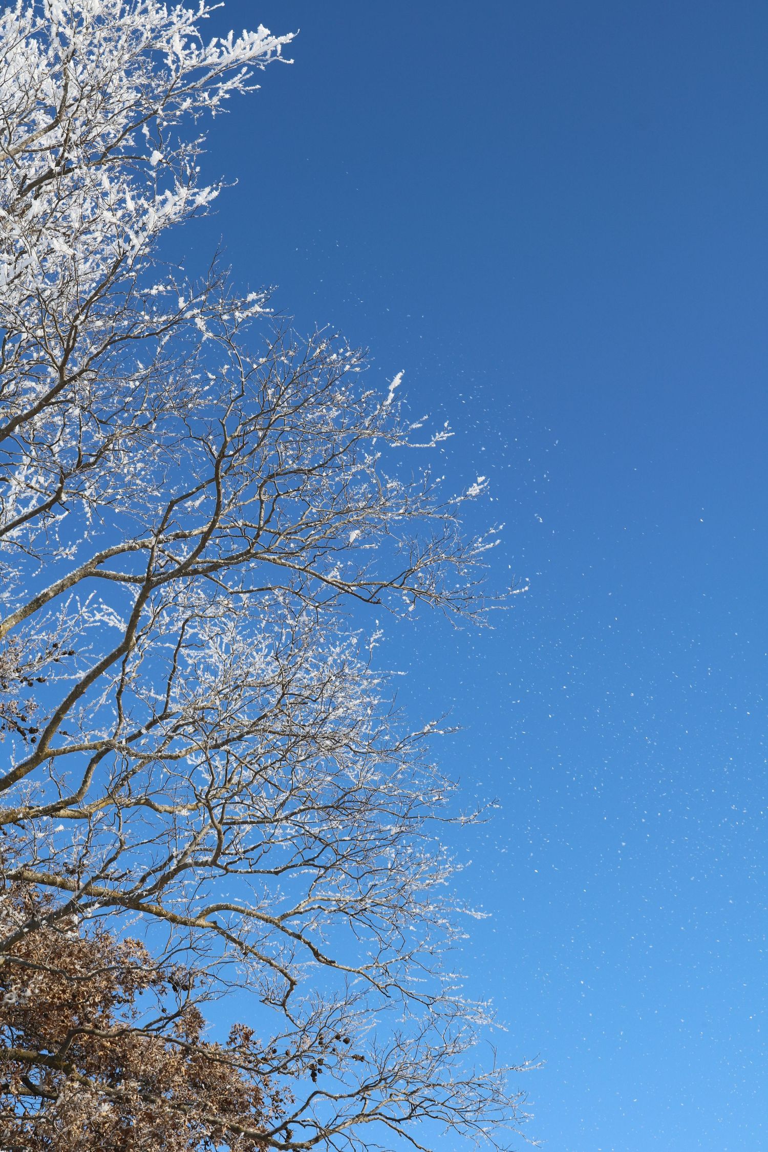 Frost-covered bare tree branches with snow particles drifting against a vivid clear blue winter sky.