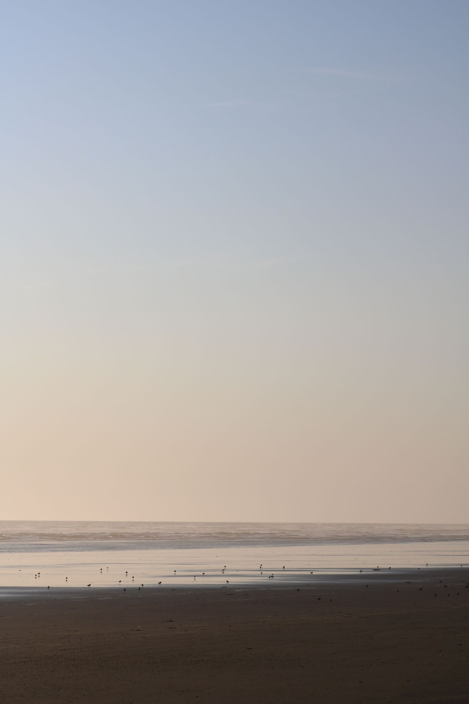 Serene wide beach at dusk with birds scattered along the shoreline under a soft pastel gradient sky.